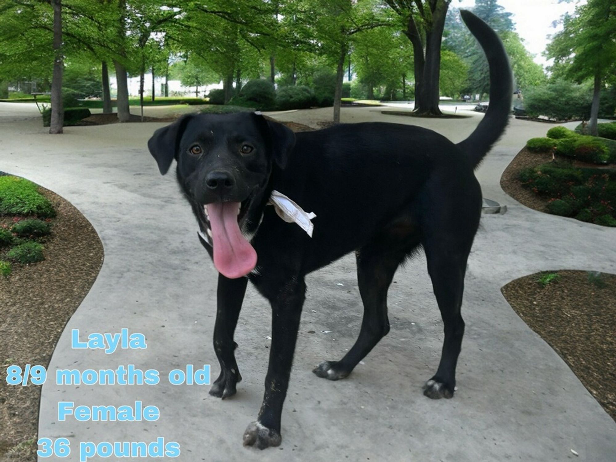 Layla is a Baby Black Labrador Retriever mix