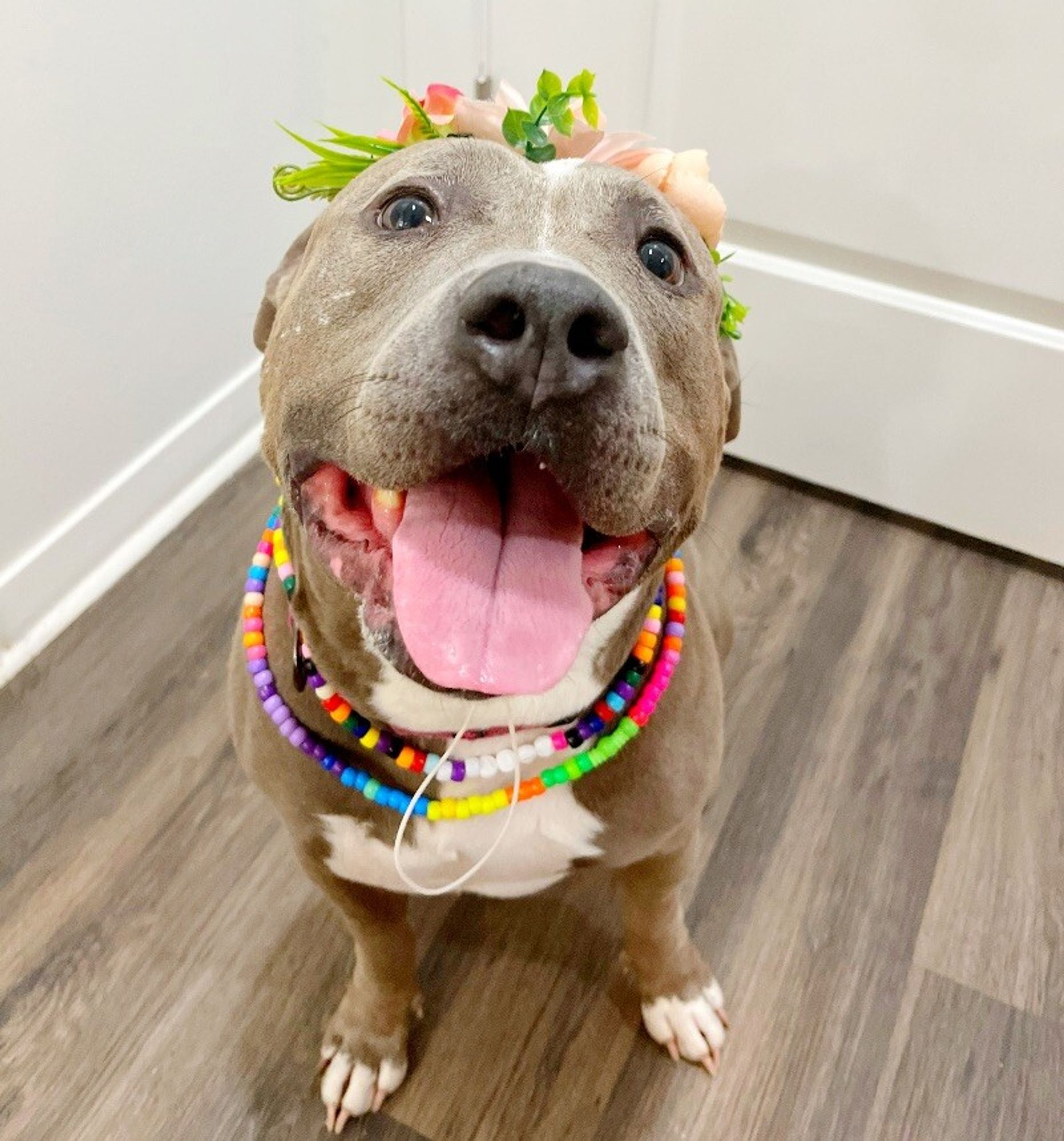 Adelaide Cupcake the Cuddling Queen is a Adult American Staffordshire Terrier mix