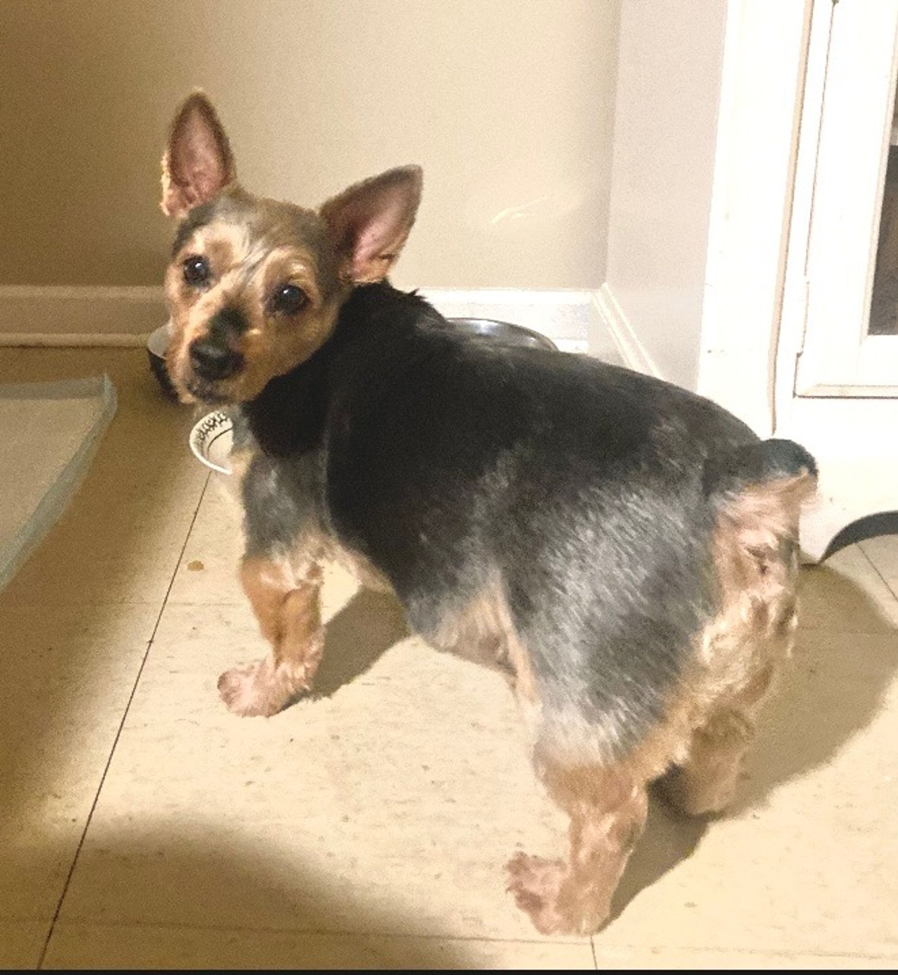 Prince is a Adult Yorkshire Terrier 