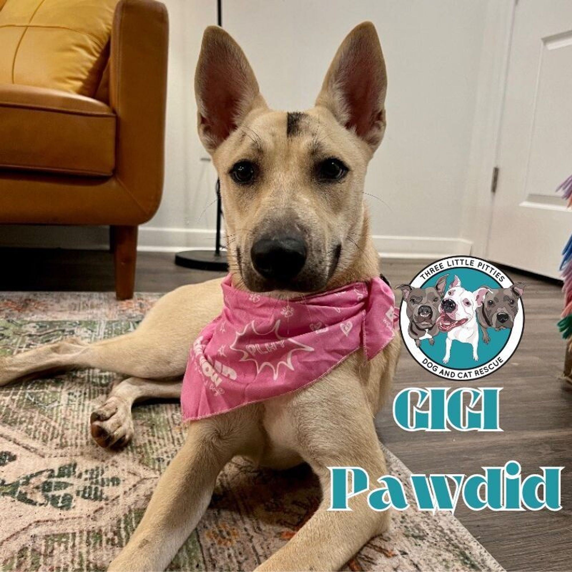 Gigi Pawdid is a Adult Labrador Retriever mix described as: Gentle, Playful, Affectionate and Quiet