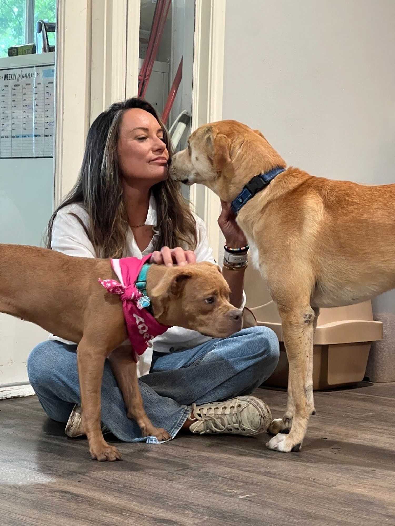 Sunny Sparky, the Happy Camper is a Adult Labrador Retriever mix