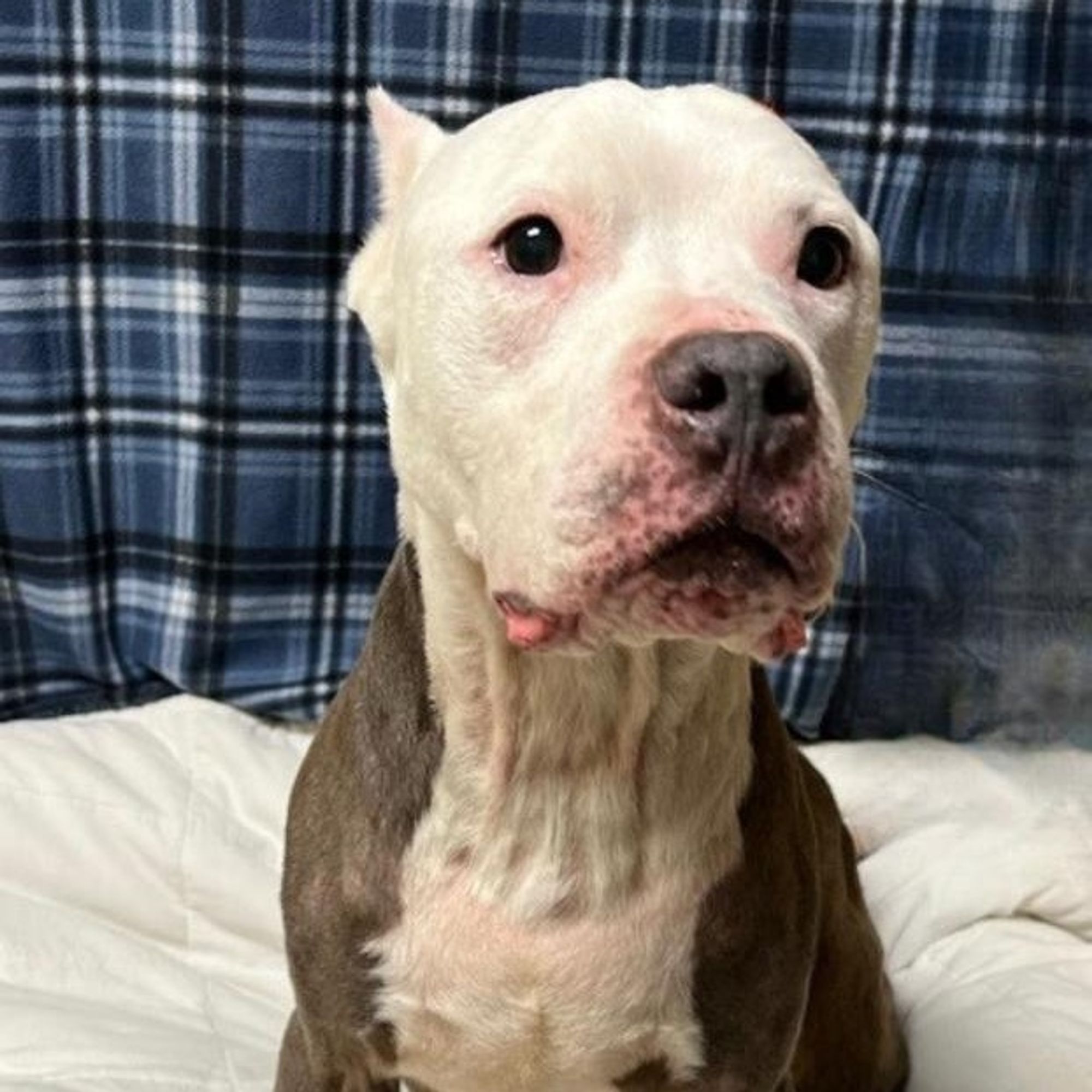 Avalanche is a Adult Pit Bull Terrier  described as: Friendly, Affectionate, Loyal, Playful, Smart, Gentle, Loves Kisses, Good Listener, Snuggle Buddy and Funny