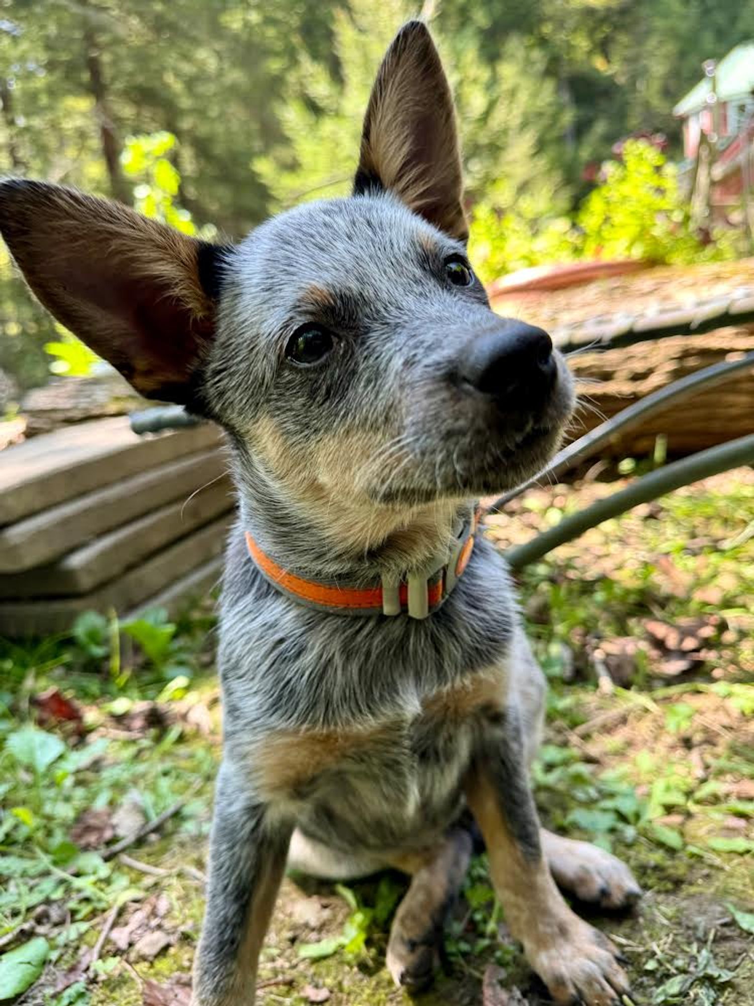 Molly is a Young Australian Cattle Dog / Blue Heeler  described as: Affectionate and Friendly