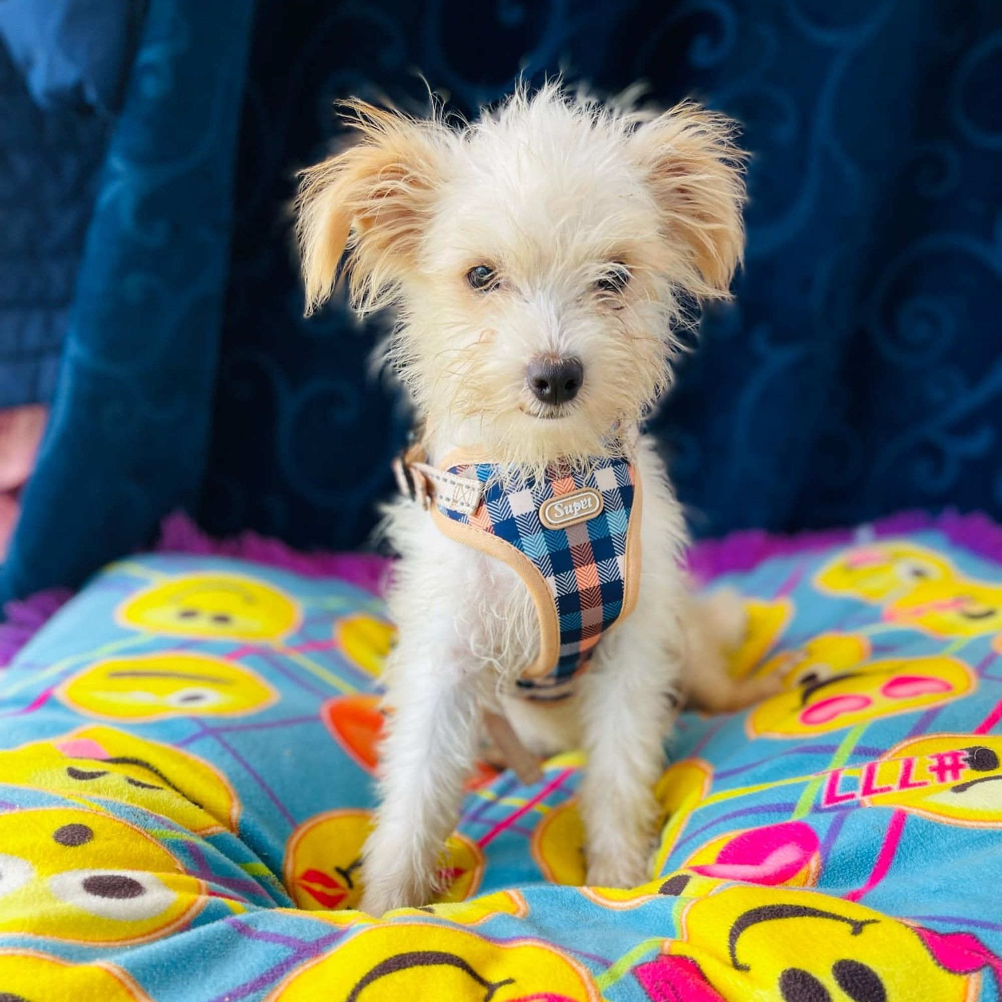 Bongo is a Young Yorkie Poo  described as: Affectionate, Athletic, Couch, Friendly, Dignified, Gentle, Playful and Smart