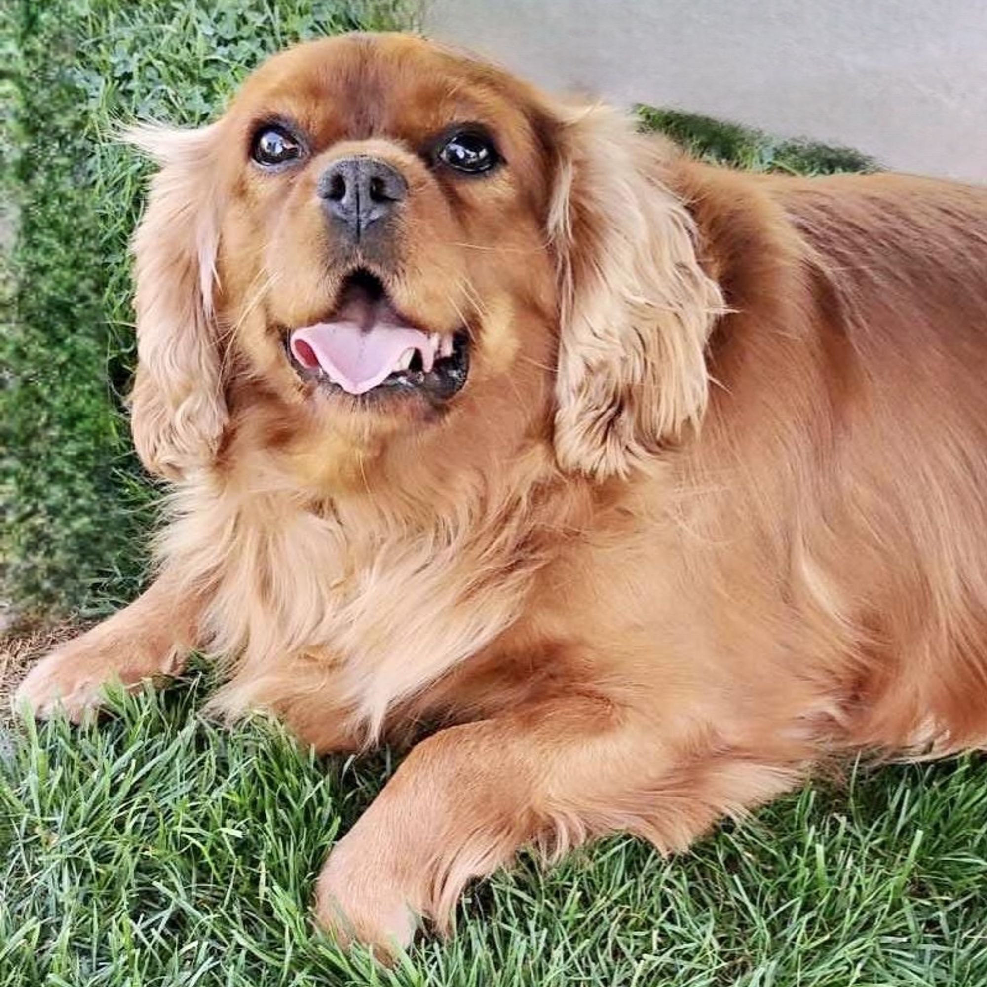 Wanda is a Adult Cavalier King Charles Spaniel 