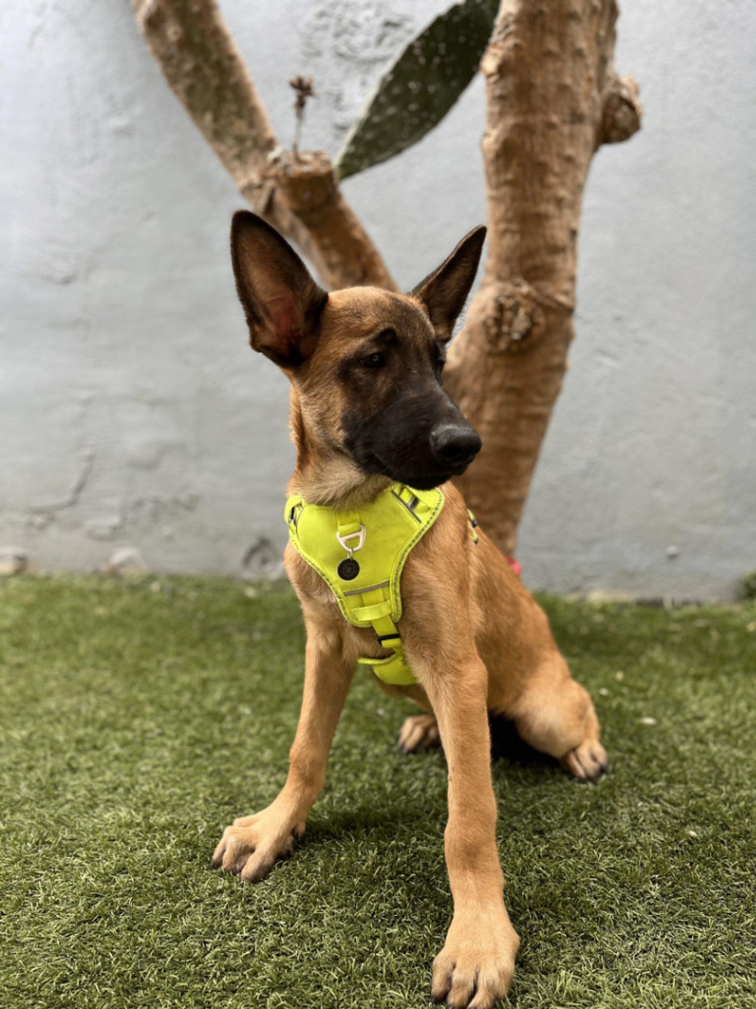 King is a Young Belgian Shepherd / Malinois mix described as: Friendly, Loyal, Playful and Loves Kisses