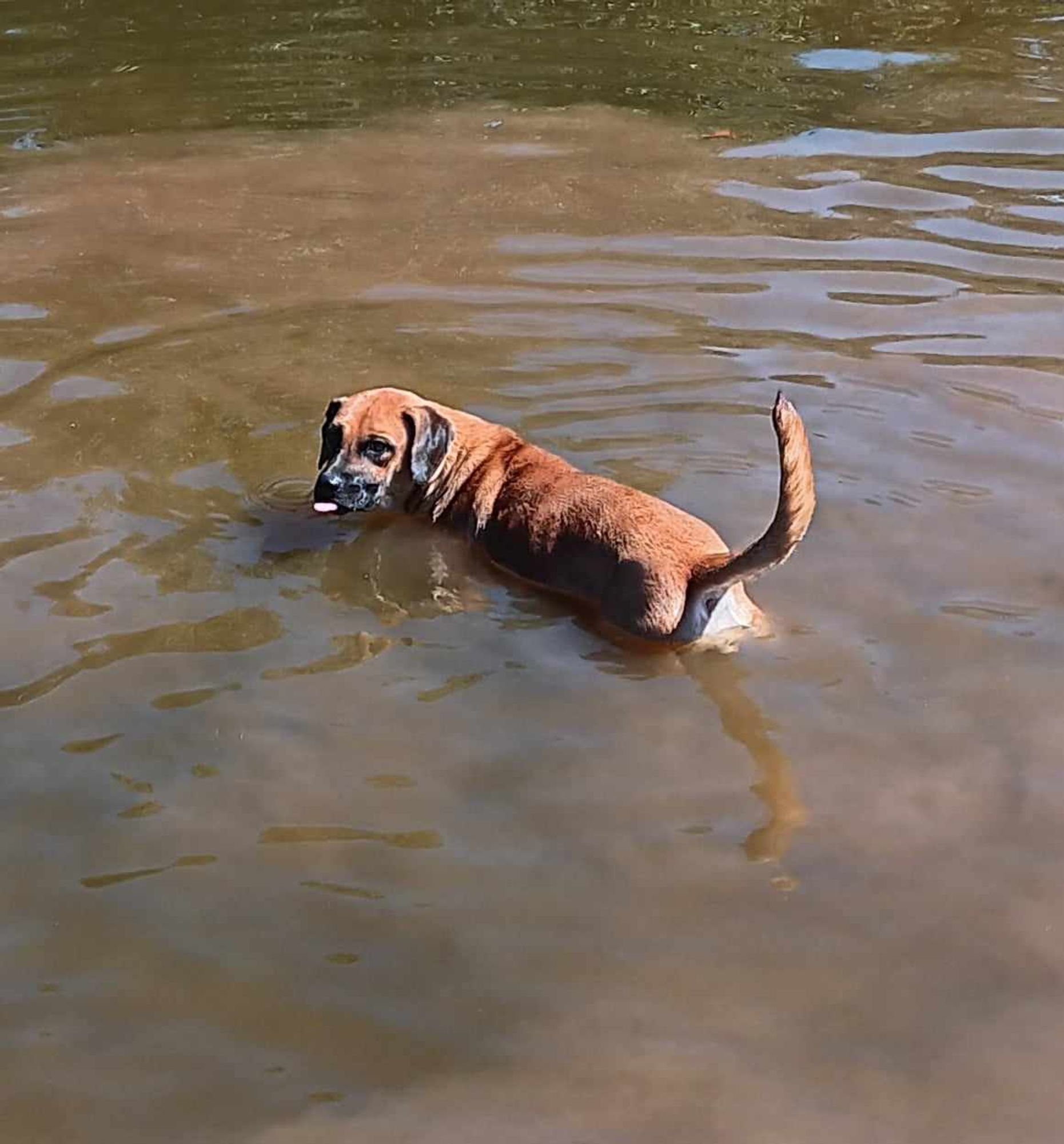 Emmy is a Adult Black Mouth Cur mix