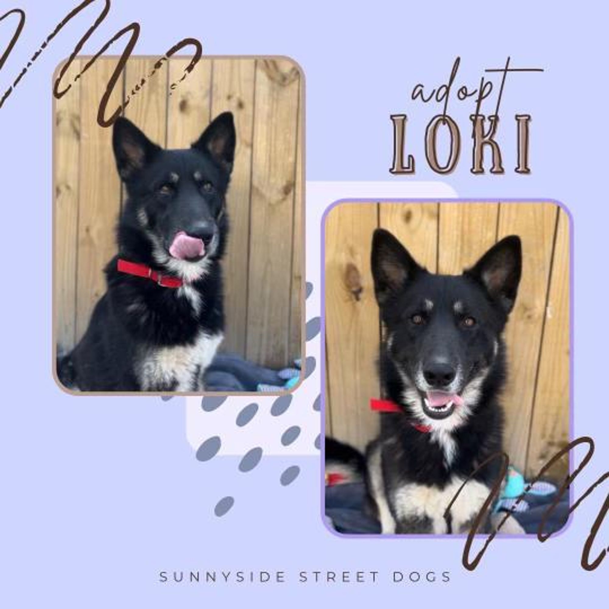 Loki is a Adult German Shepherd Dog  described as: Gentle, Smart, Athletic, Quiet, Friendly and Loyal