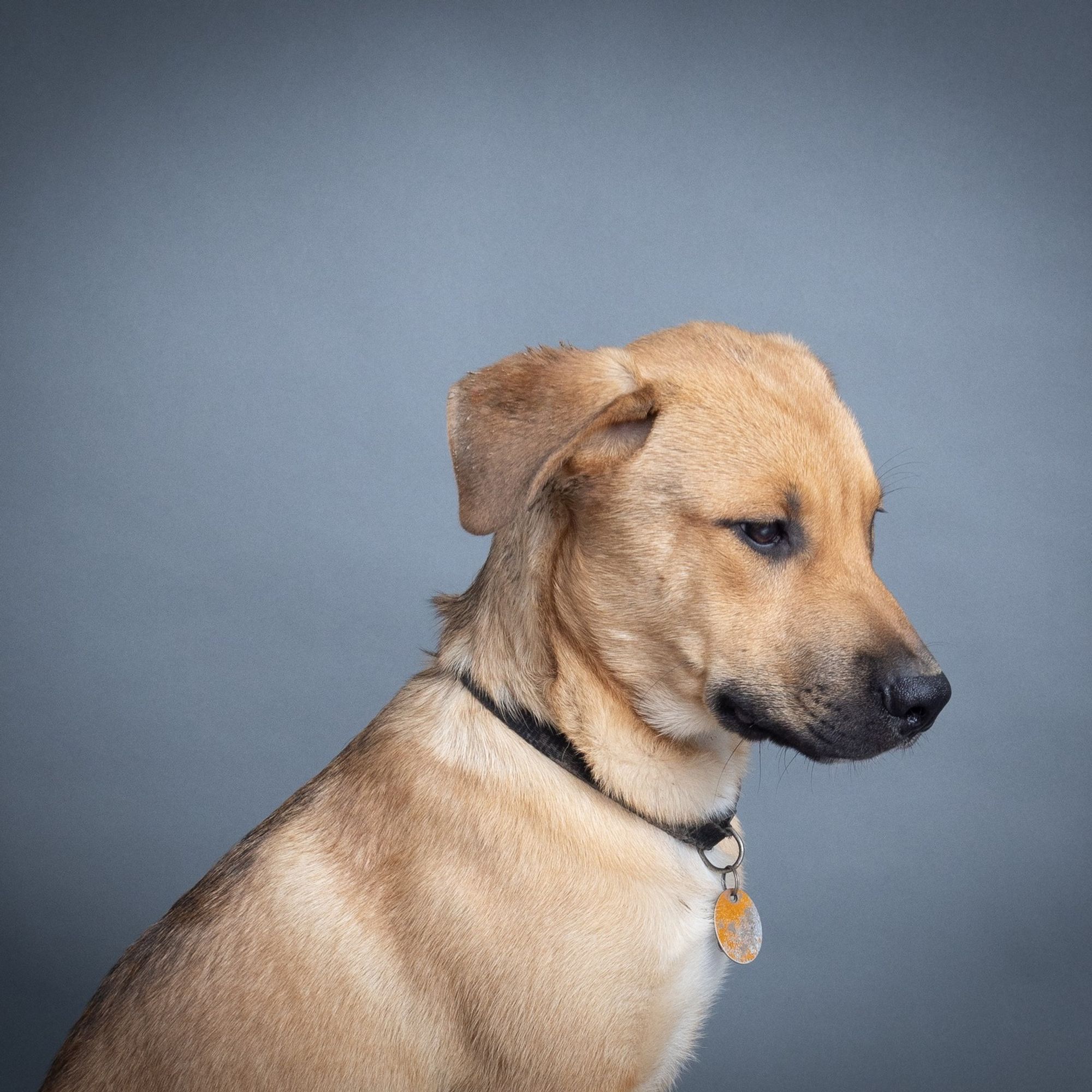 Brewster is a Young Shepherd mix