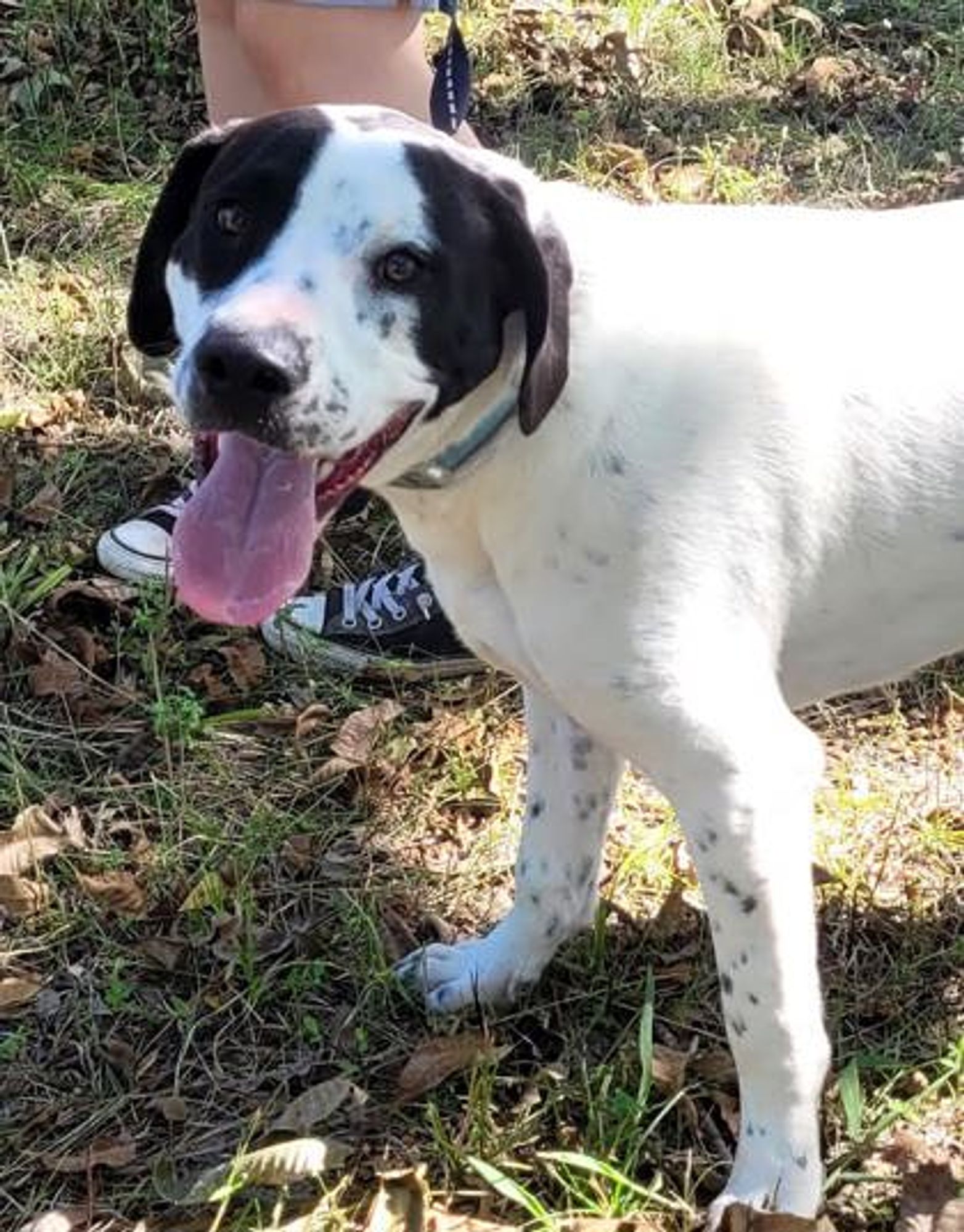 Oreo is a Young Labrador Retriever mix described as: Affectionate, Athletic, Friendly, Playful and Funny