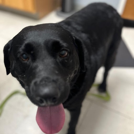 Chocolatte is a Adult Labrador Retriever 