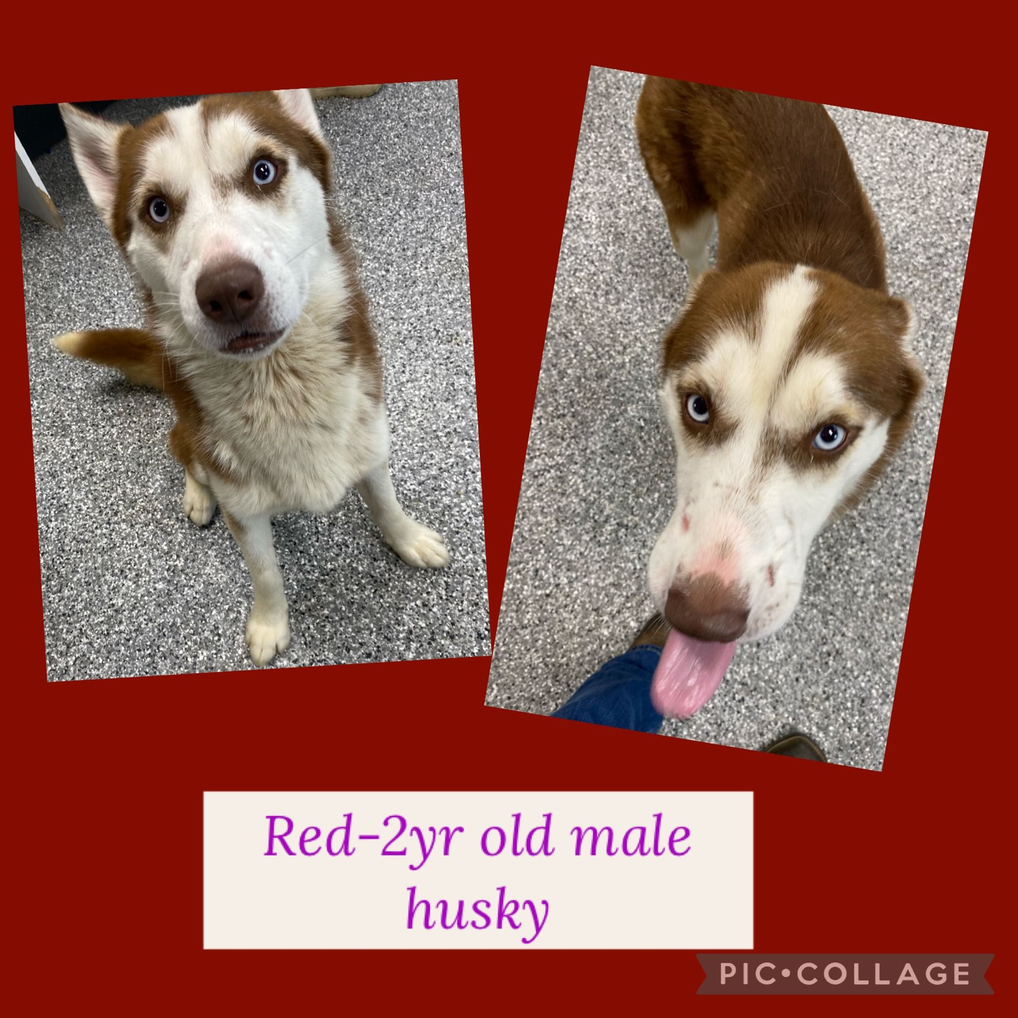 Red is a Adult Husky  described as: Affectionate and Loves