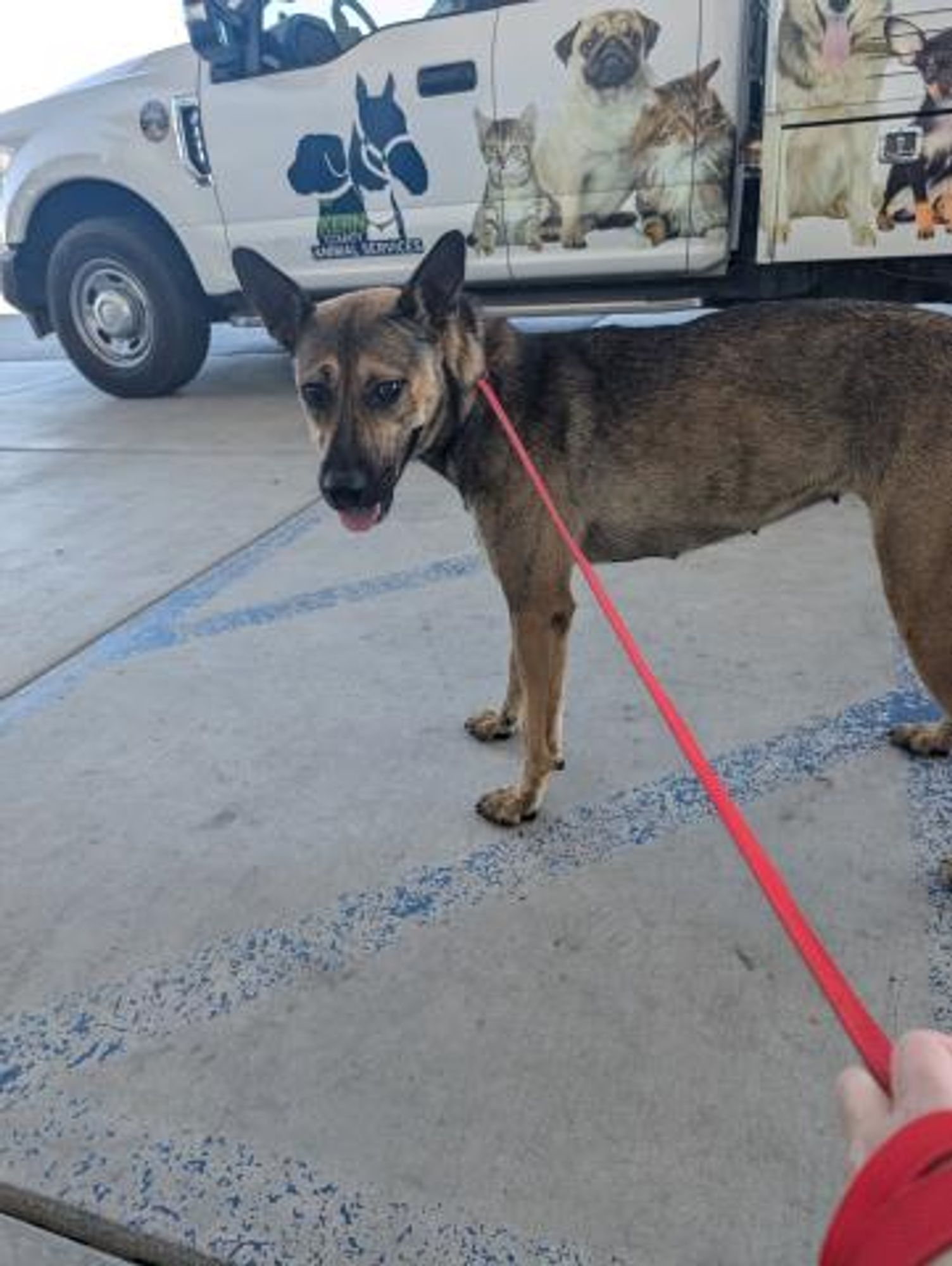 Shakra is a Adult Belgian Shepherd / Malinois 