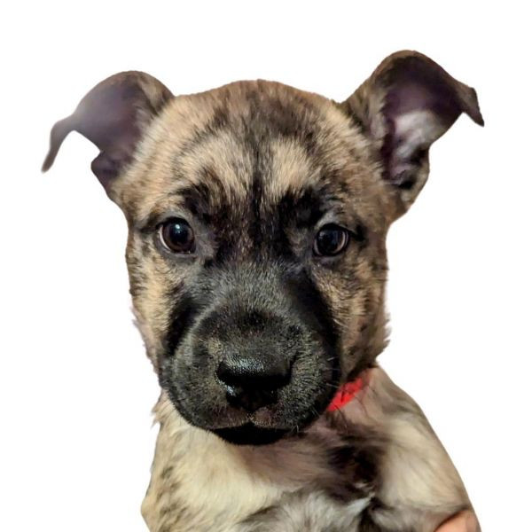 Hexie- Lithia Reno Subaru is a Baby Boxer mix