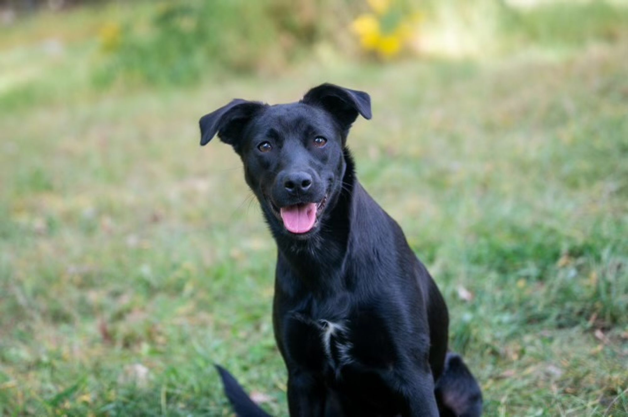 Fidget is a Young Labrador Retriever mix described as: Affectionate, Athletic, Funny and Playful