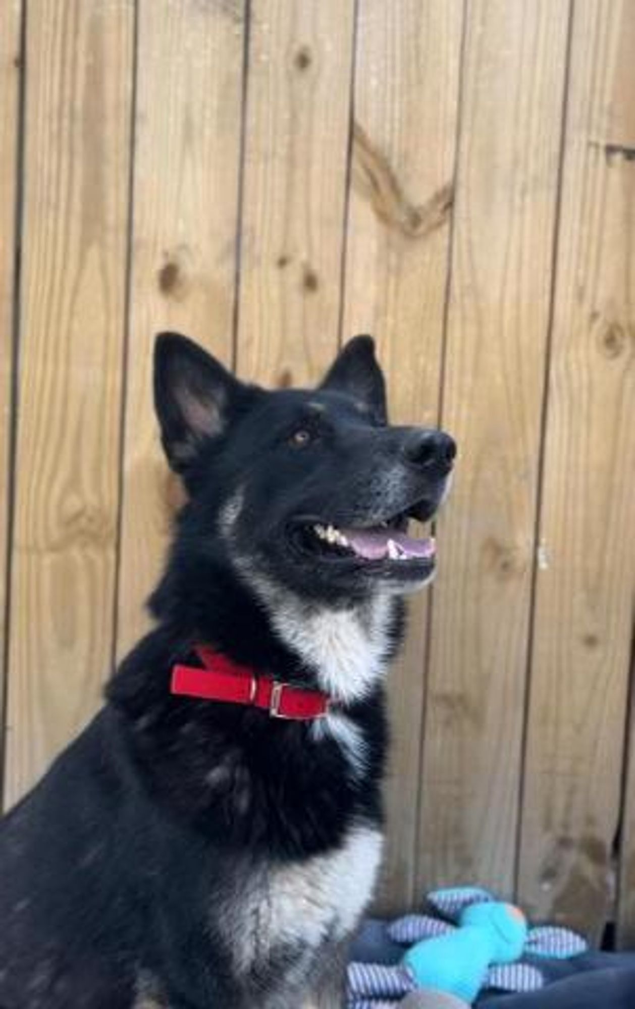 Loki is a Adult German Shepherd Dog  described as: Gentle, Smart, Athletic, Quiet, Friendly and Loyal