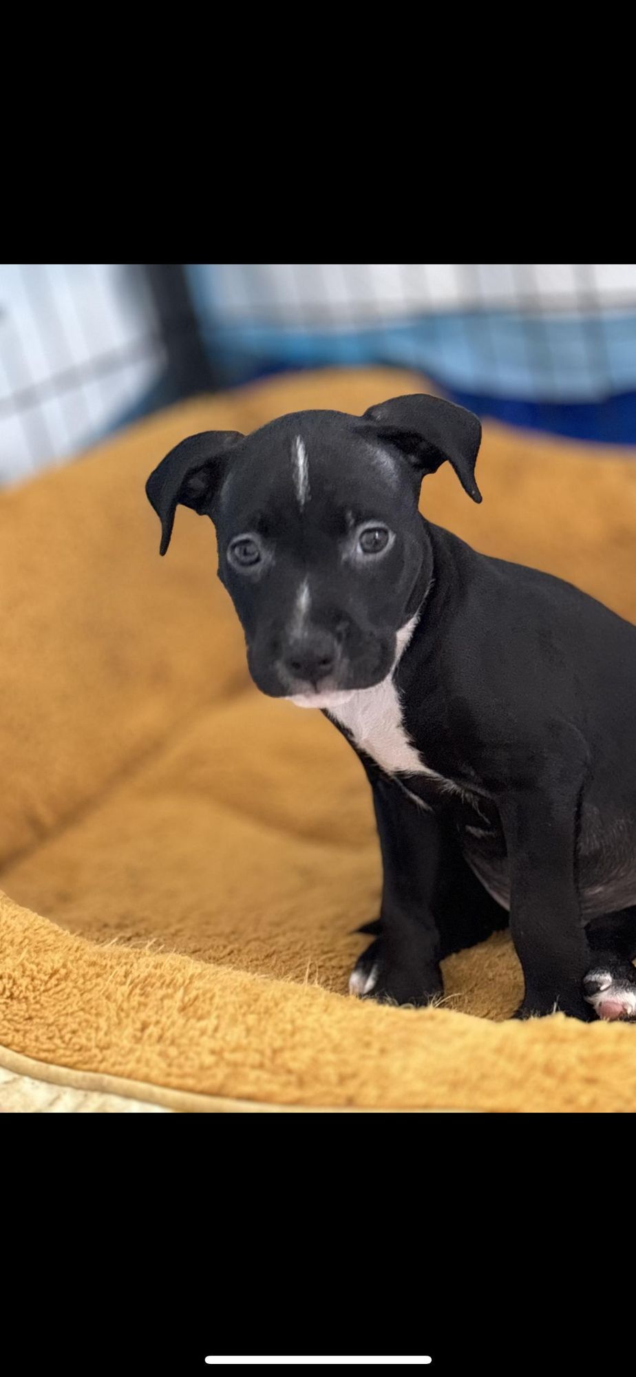 Shark is a Young Terrier mix described as: Affectionate, Athletic, Brave, Curious, Dignified, Friendly, Funny, Gentle, Loves, Loyal, Playful and Smart