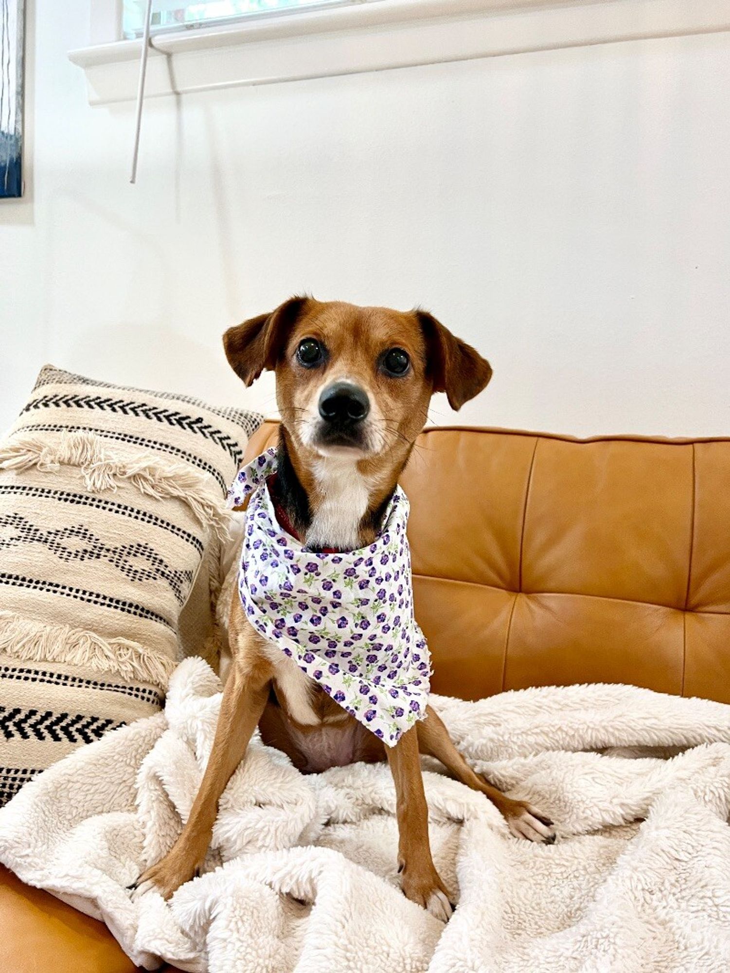 Princess Tiana is a Adult Chihuahua mix