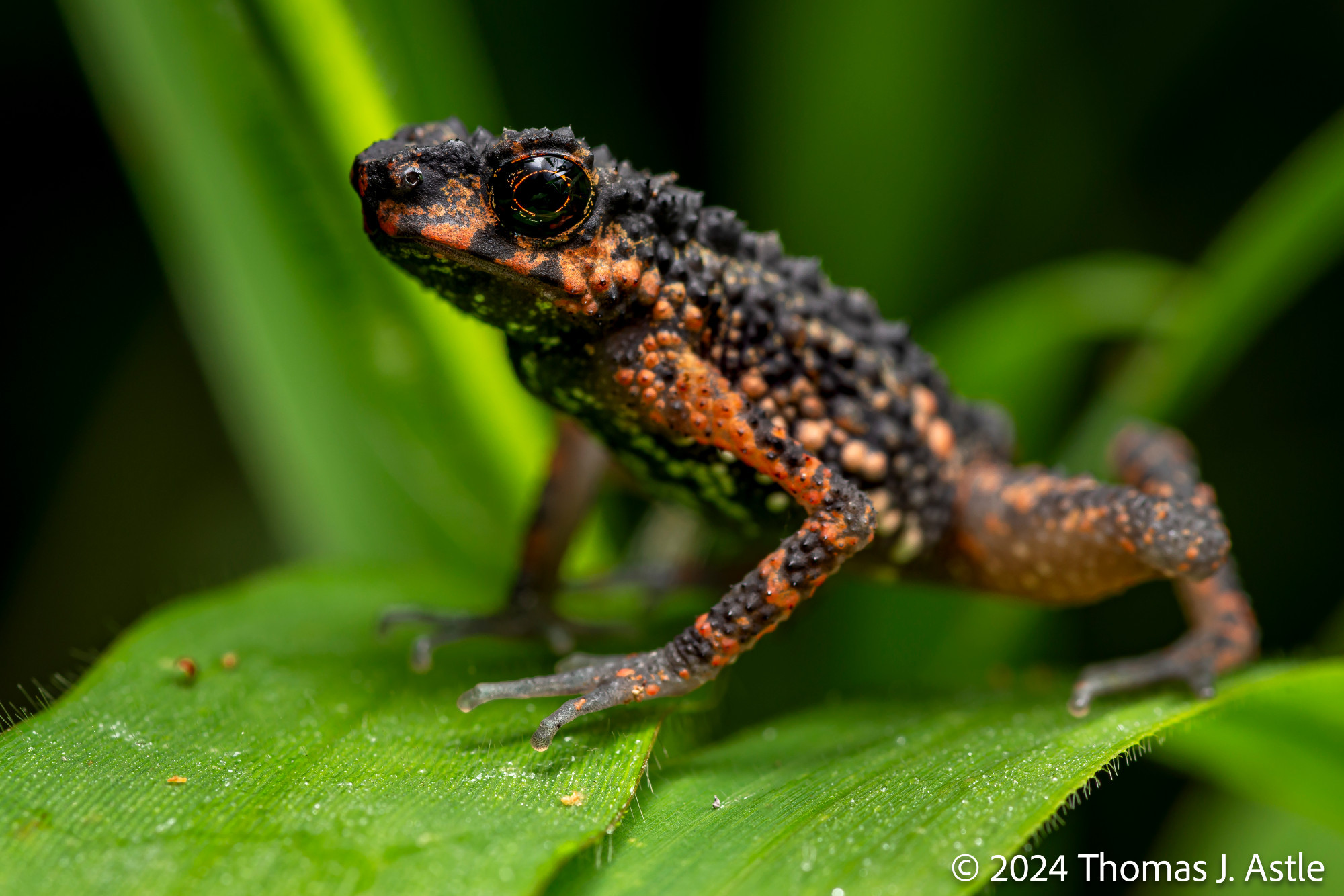 A closeup photo from a front profile angle of a black and orange mottled toad atop green leaves.