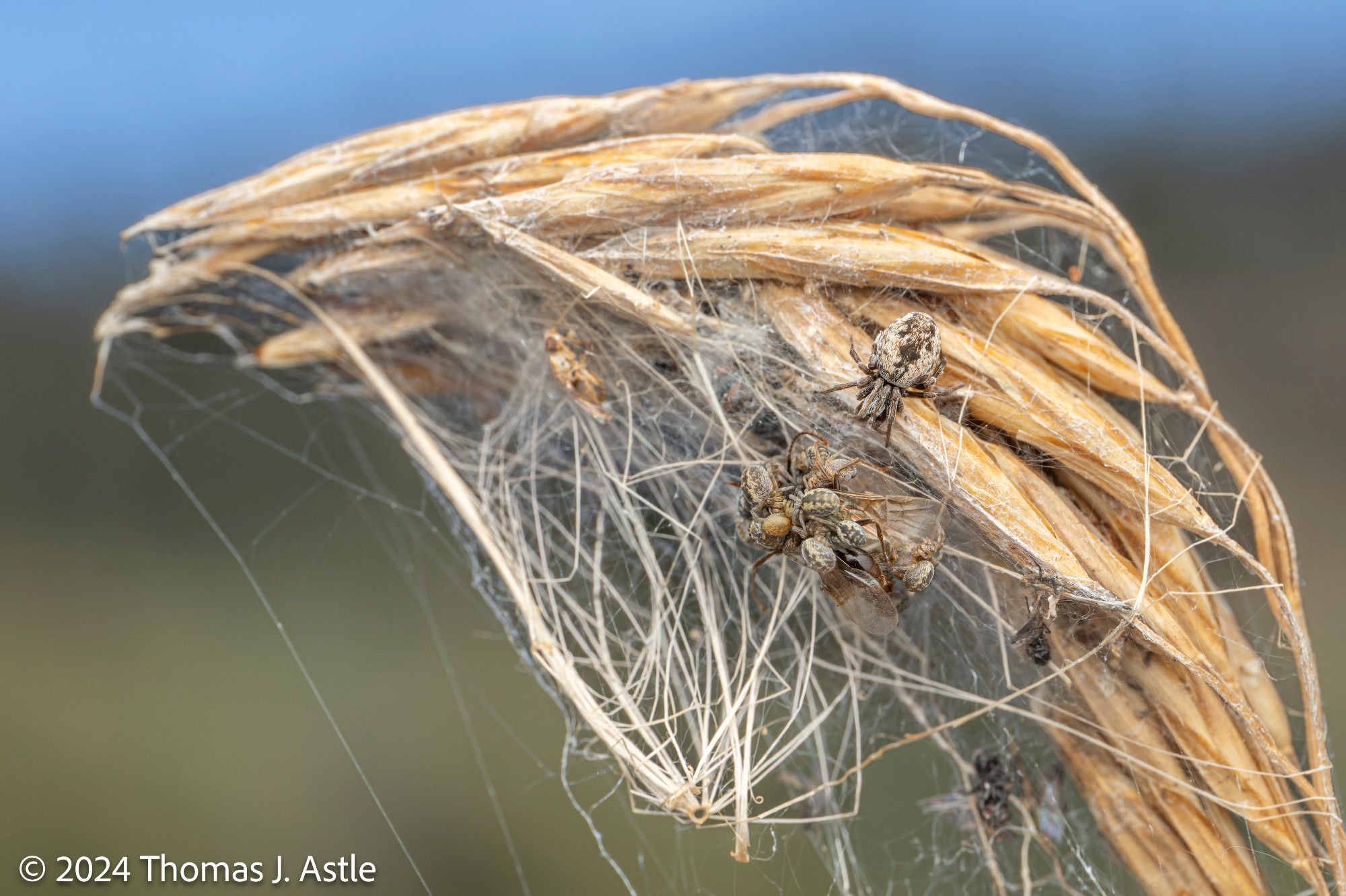 A photo of the tip of a dried grass stem, which is curled due to a spider web built over it. A close looks reveals a mother spider and several of her babies feeding on a trapped insect.