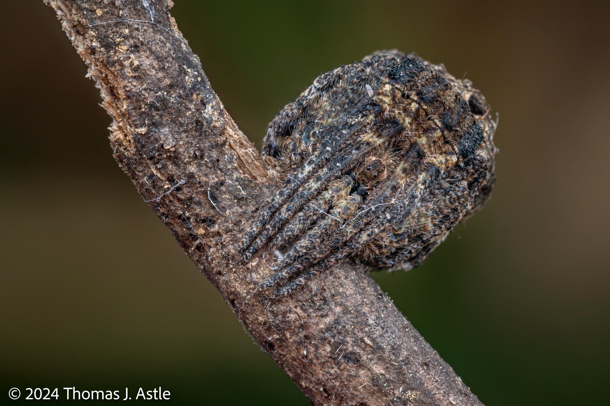 A macro photo looking into the face of a brown, mottled spider called a tree-stump orb weaver. It's resting by tucking its legs close to its round, rough-textured body and clinging to a twig, making itself look like uncannily like a bump on a stick.