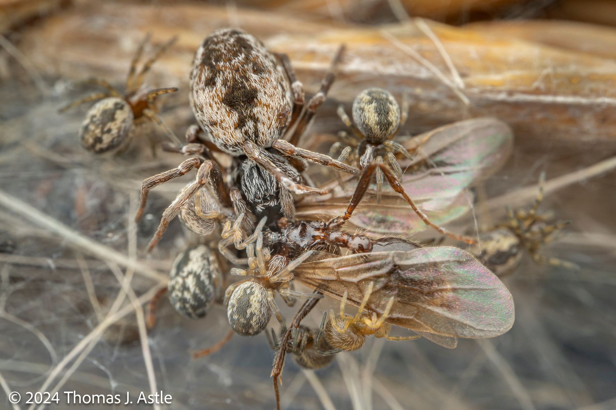 A macro photo of a round-bodied mother spider and several of her babies feeding on a winged insect, perhaps a small wasp or winged ant. The spiders are mottled brownish and covered in pale, flat hairs.