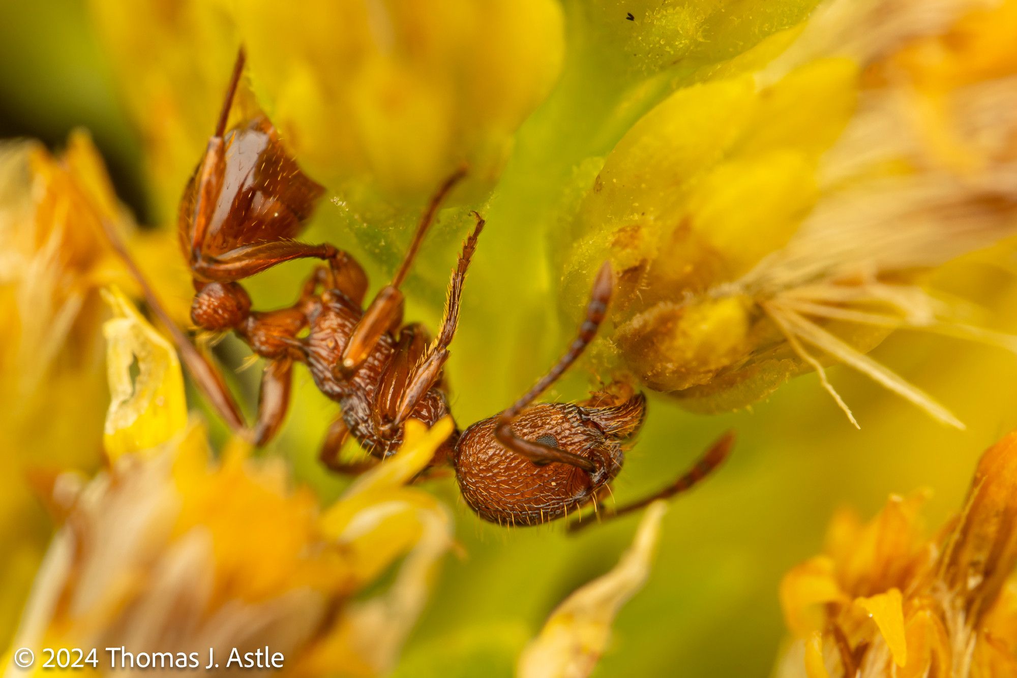 A macro photo of a red-orange ant among yellow flowers. The ant has a roughly sculptured texture to its head and thorax.