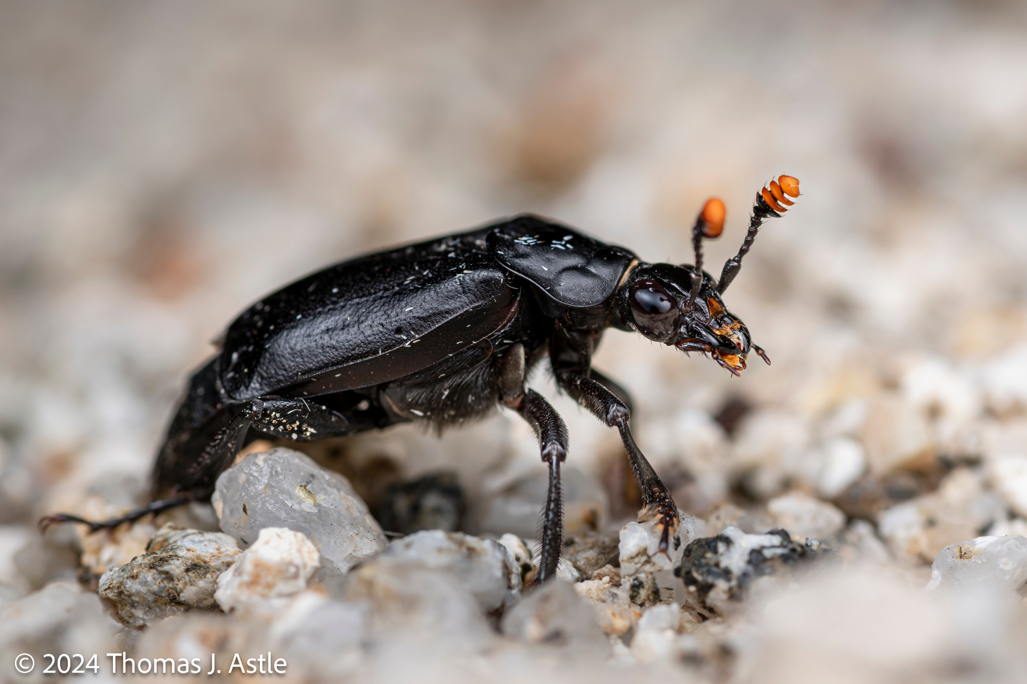 A macro photo of a shiny black beetle with orange-tipped antennae, standing on light-colored sand.