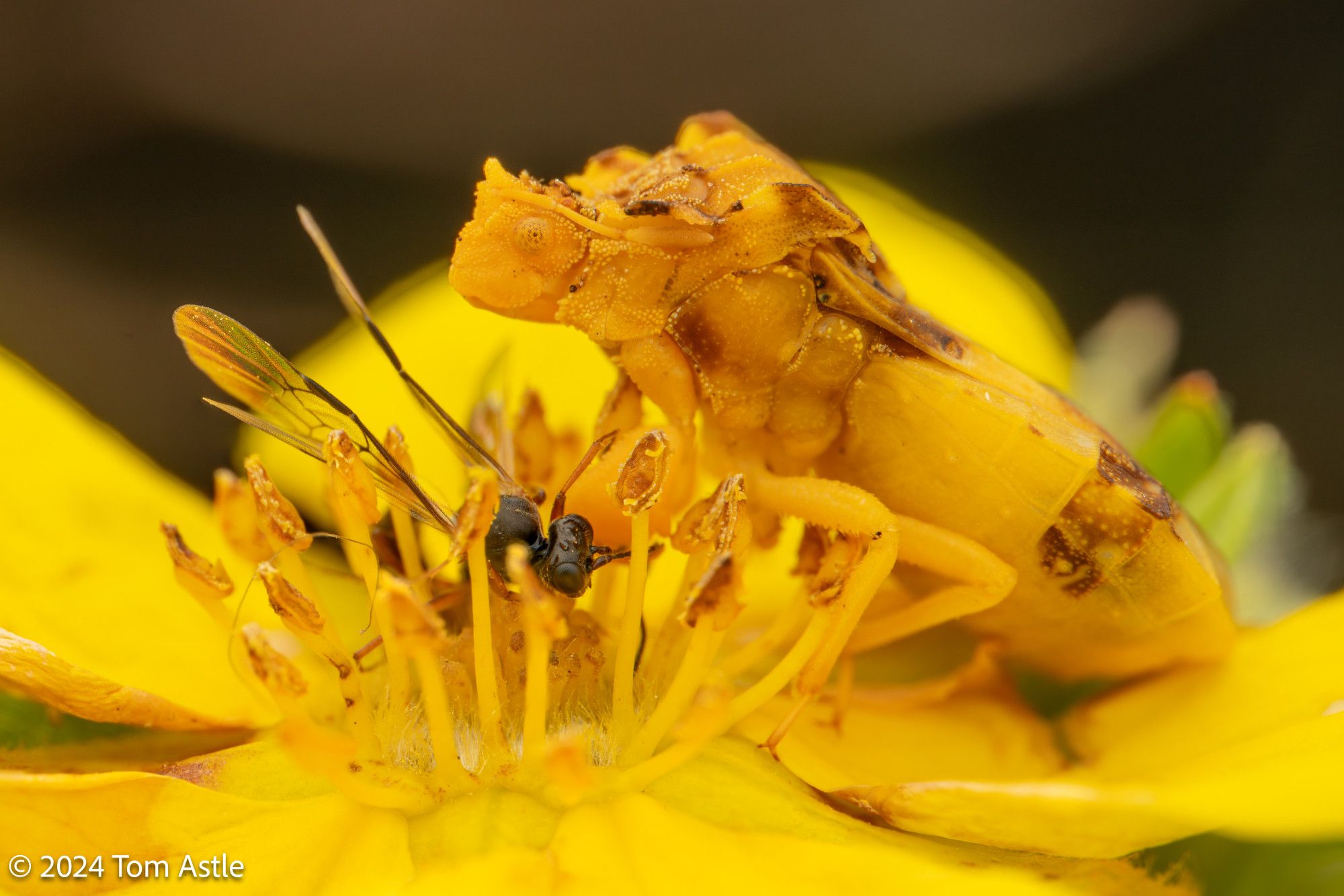 A macro photo of a yellow and orange ambush bug in a yellow flower. There is a small dark wasp the bug has captured and killed below the bug.