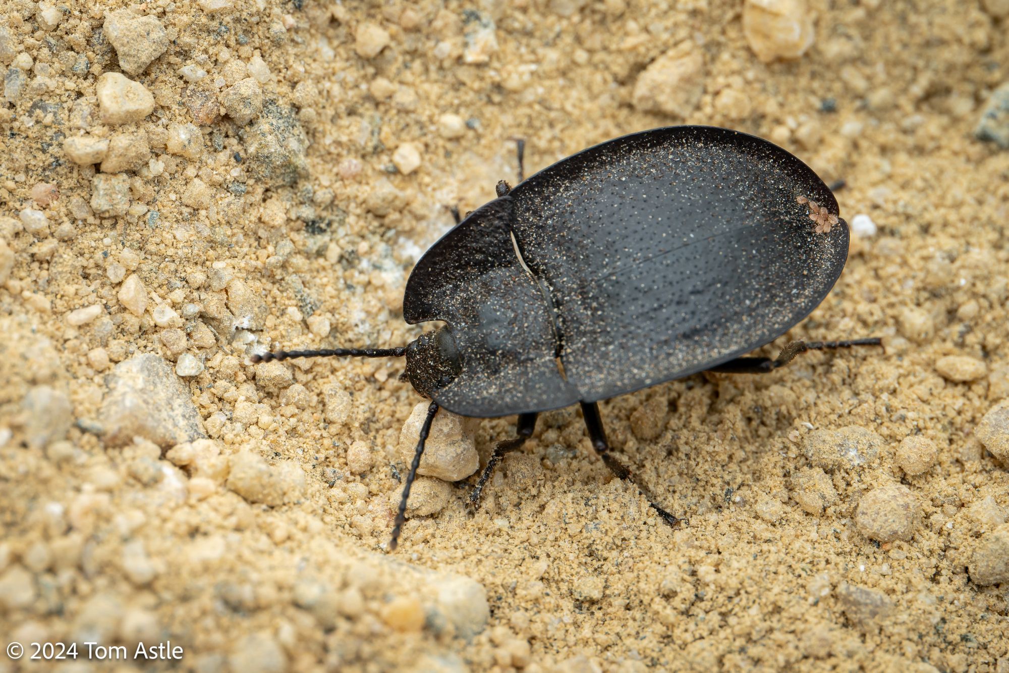 A closeup photo of a black, oval shaped beetle walking on sand. The beetle's thorax and abdomen have a flared, upward-turned edge, giving it the look of a shallow dish. There are several very tiny mites hitching a ride at the rear of its wing covers.