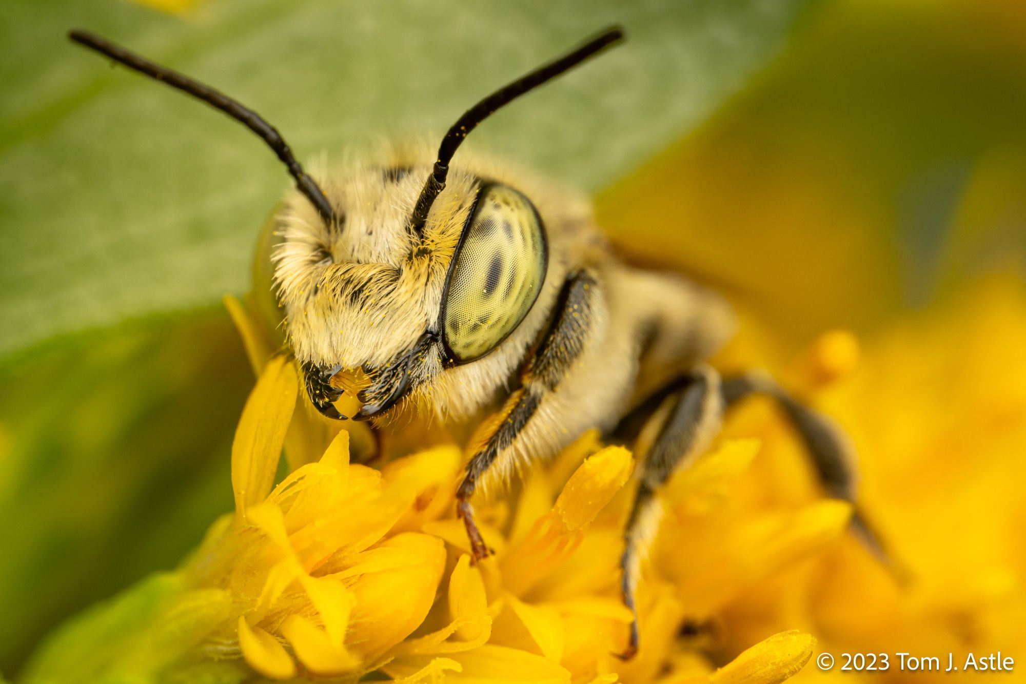 Close up on the green compound eye and fuzzy face of a leafcutter bee, perched on goldenrod flowers.