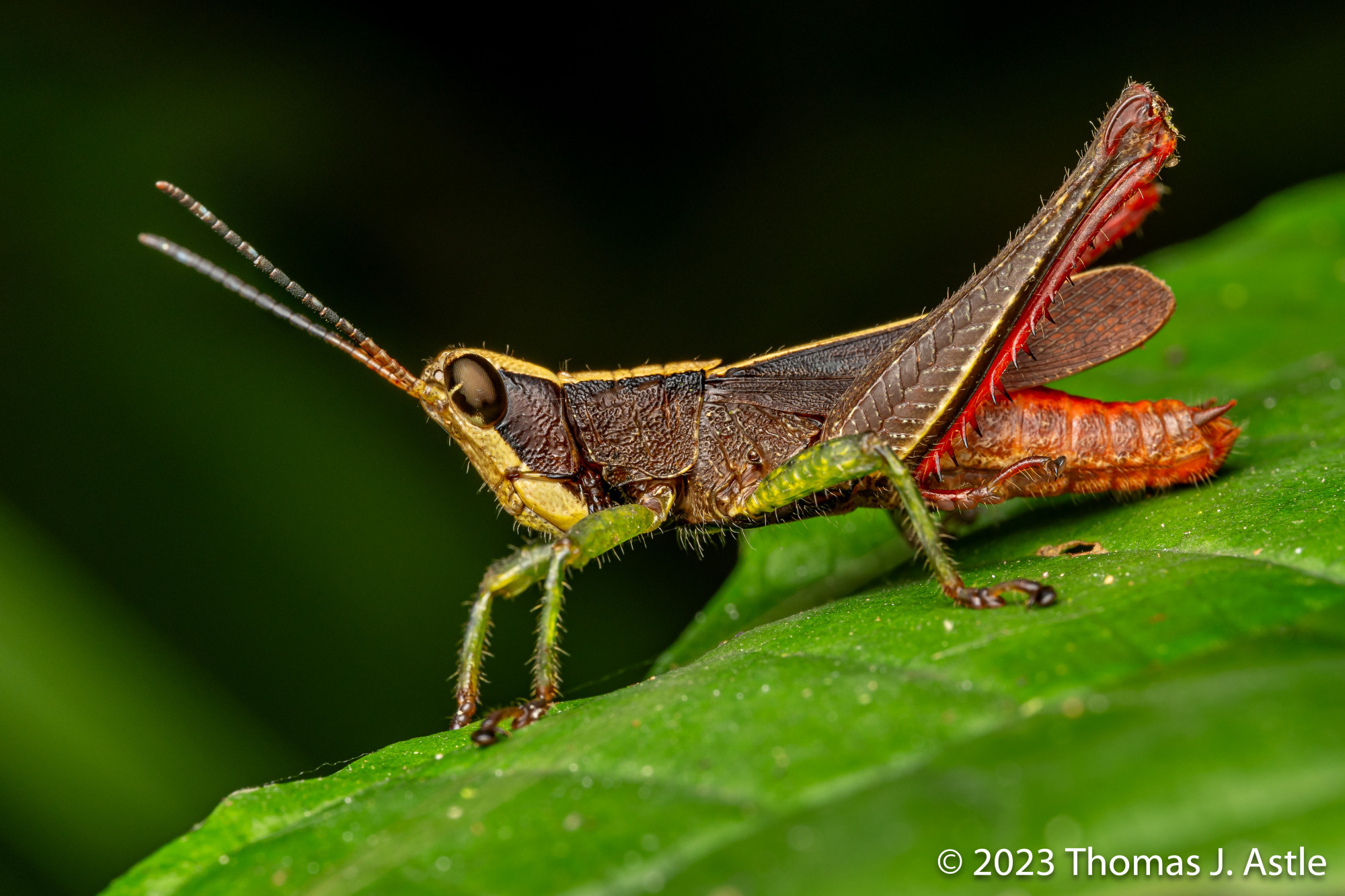 A multi-colored grasshopper - with a yellow face, green short legs, and red jumping legs and abdomen - on a green leaf in Colombia.