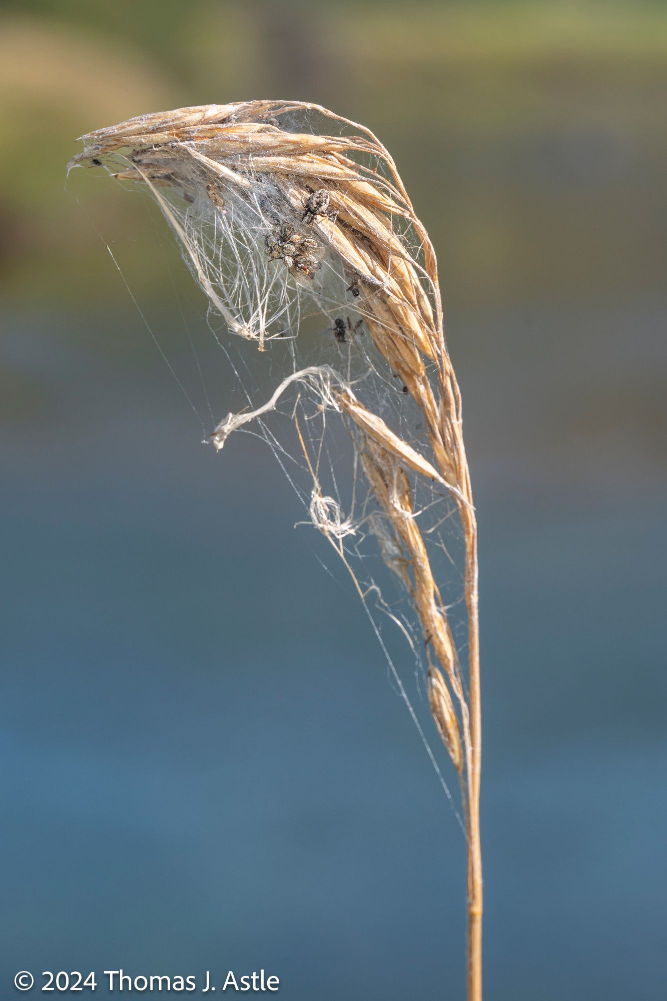 A photo of a dried grass stem, the top of which is curled due to a spider web built over it, the taut silk bending the tip of the stem like an archer's bow. A close looks reveals a mother spider and several of her babies feeding on a trapped insect.