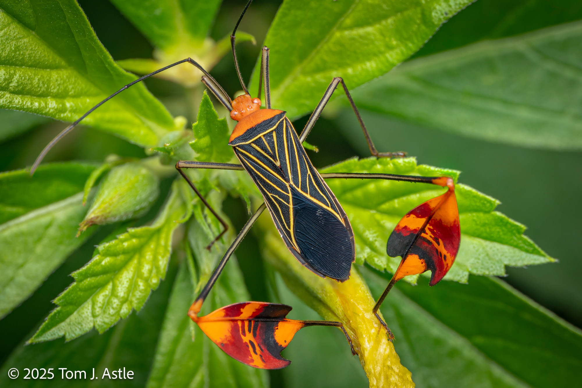 A macro photo, top-down view, of a brightly-colored insect called a leaf-footed bug, atop a yellow and green plant. The bug has an electric orange head, orange-and black thorax, and long, thin legs; the common name is for the structure of the hind legs, which have wide, fan or leaf shaped "fins" on them. The wide parts of this bug's legs are orange, banded with bright red and a patch of contrasting black. The folded wings on its back are black with yellow chevron-shaped lines. Very fancy.