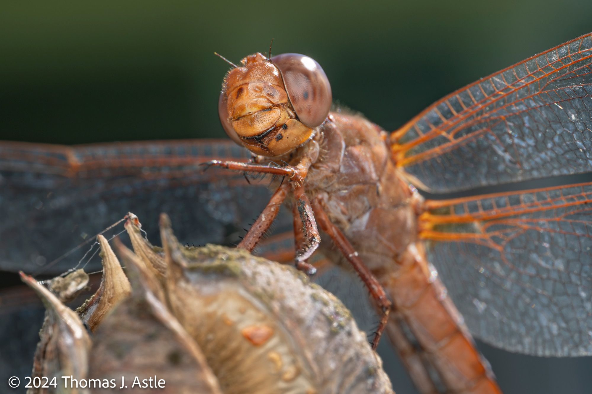 A macro photo looking up at a tan-orange dragonfly, roosting on a dried seed pod. The dragonfly has a couple of black spots on its face, perhaps indicating that it's getting old.