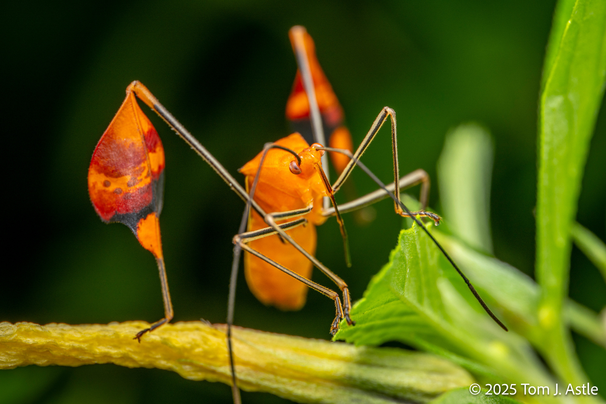 A macro photo, low front 3/4 angle, of a brightly-colored insect called a leaf-footed bug, atop a yellow and green plant. The bug is electric orange, with long, thin legs; the common name is for the structure of the hind legs, which have wide, fan or leaf shaped "fins" on them. The wide parts of this bug's legs are orange, banded with bright red and a patch of contrasting black.