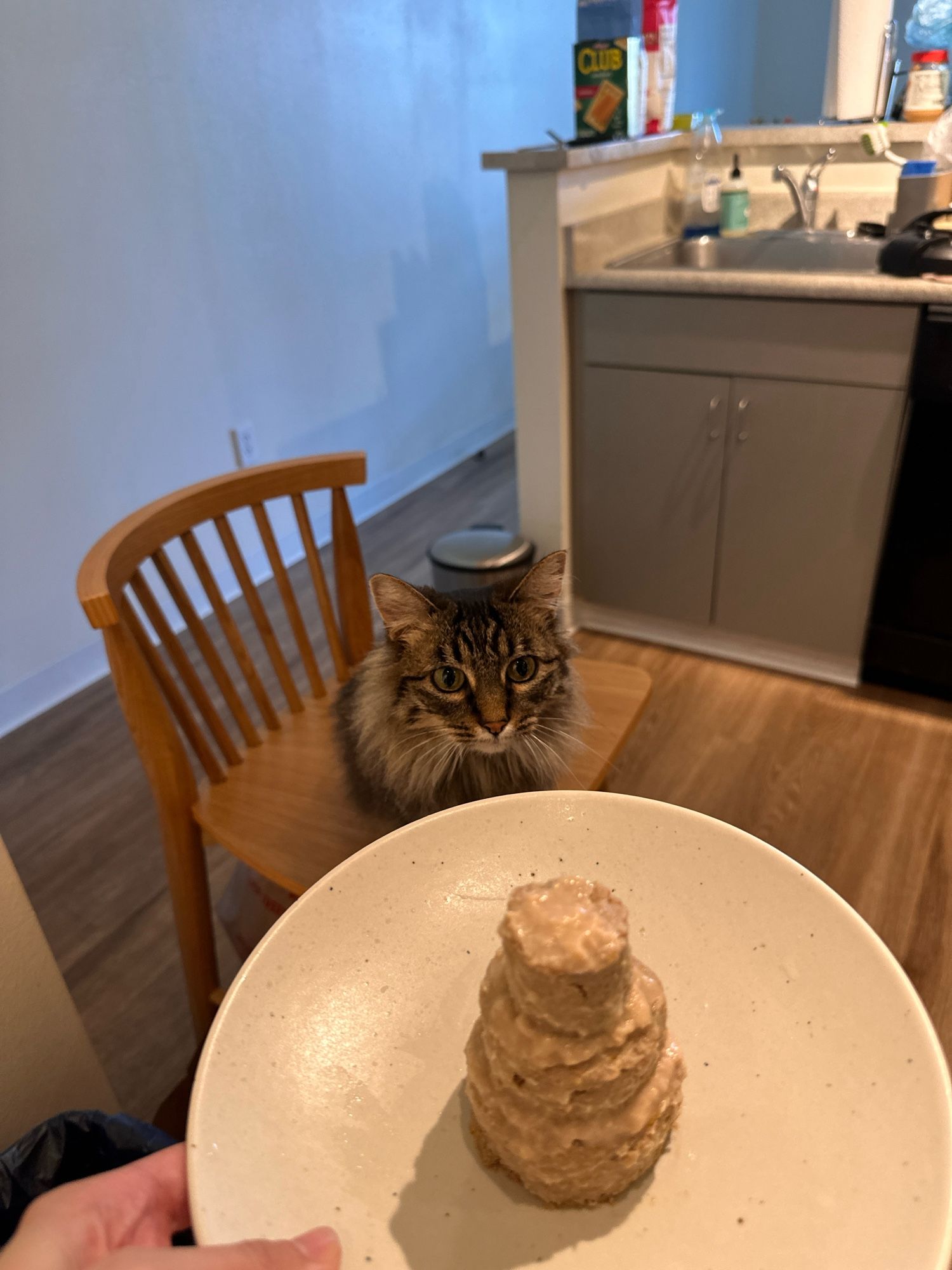 A brown and black long-haired tabby sniffing a birthday cake made from wet food