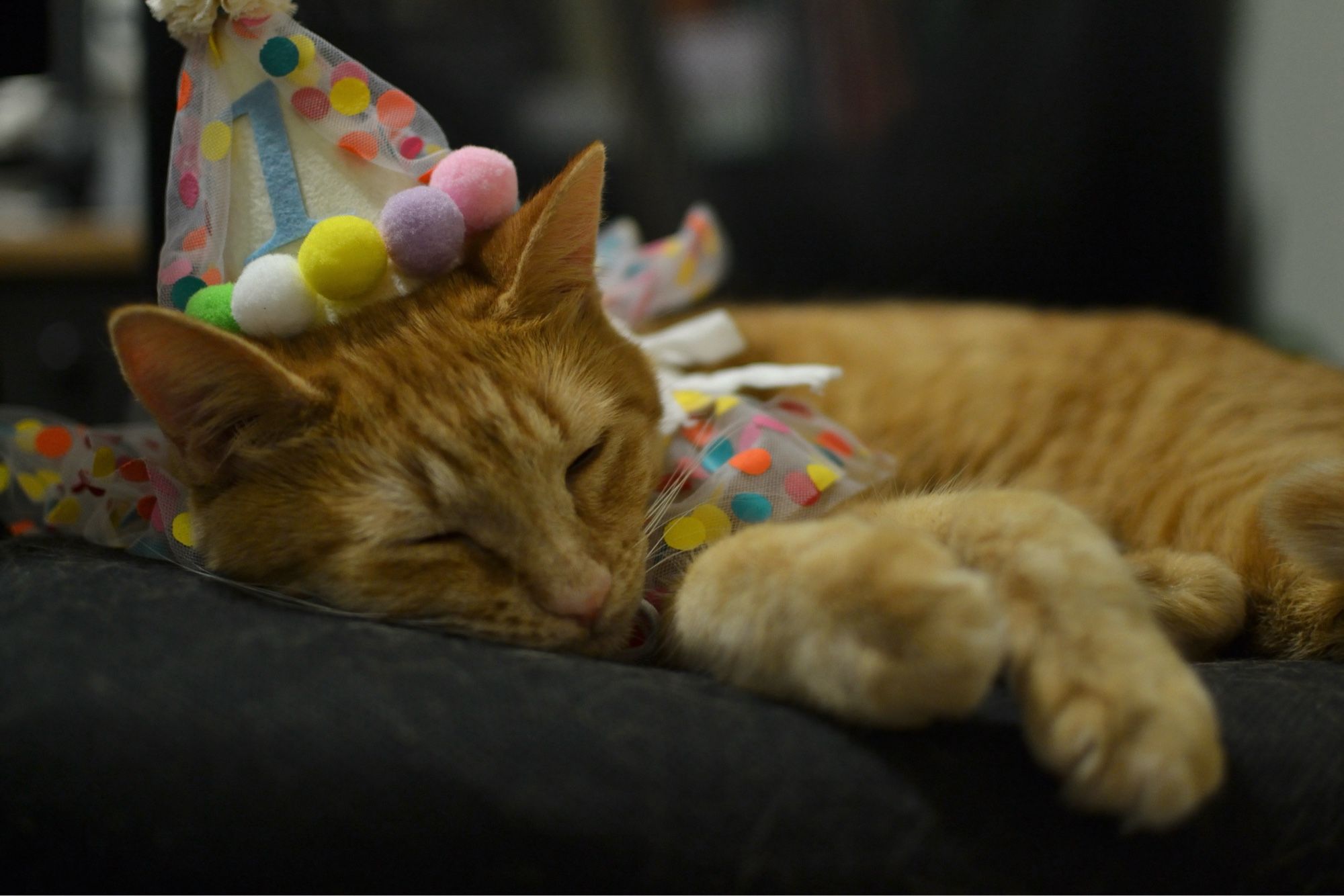 The same short-haired orange tabby peacefully asleep on a chair, having accepted her fate of wearing the birthday collar and hat