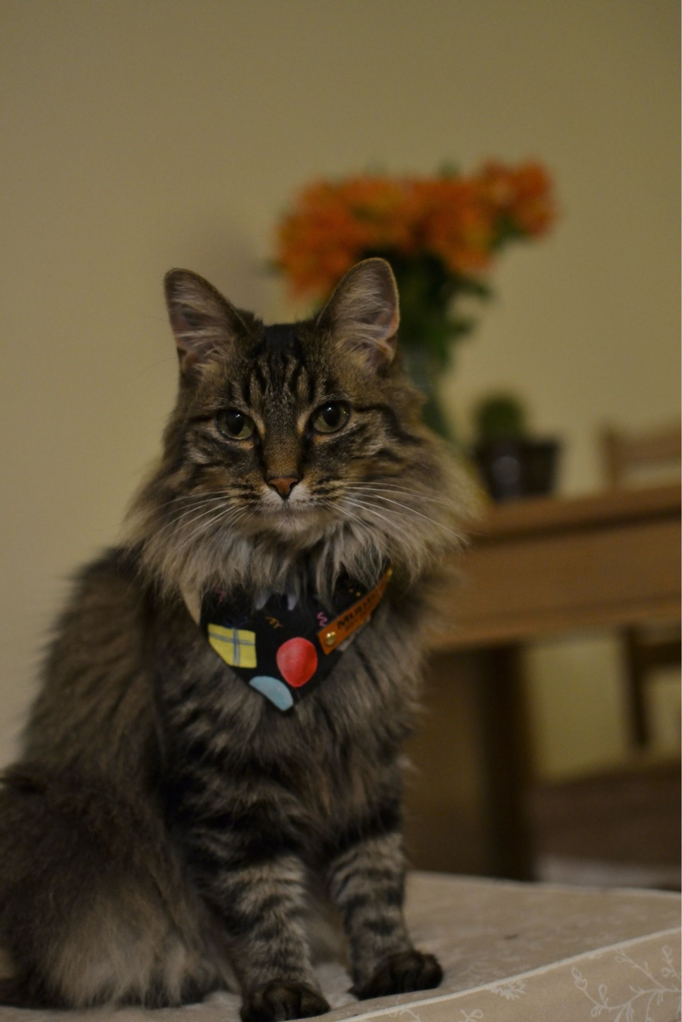 The same brown and black long-haired tabby sitting on a chair modeling her birthday bandana