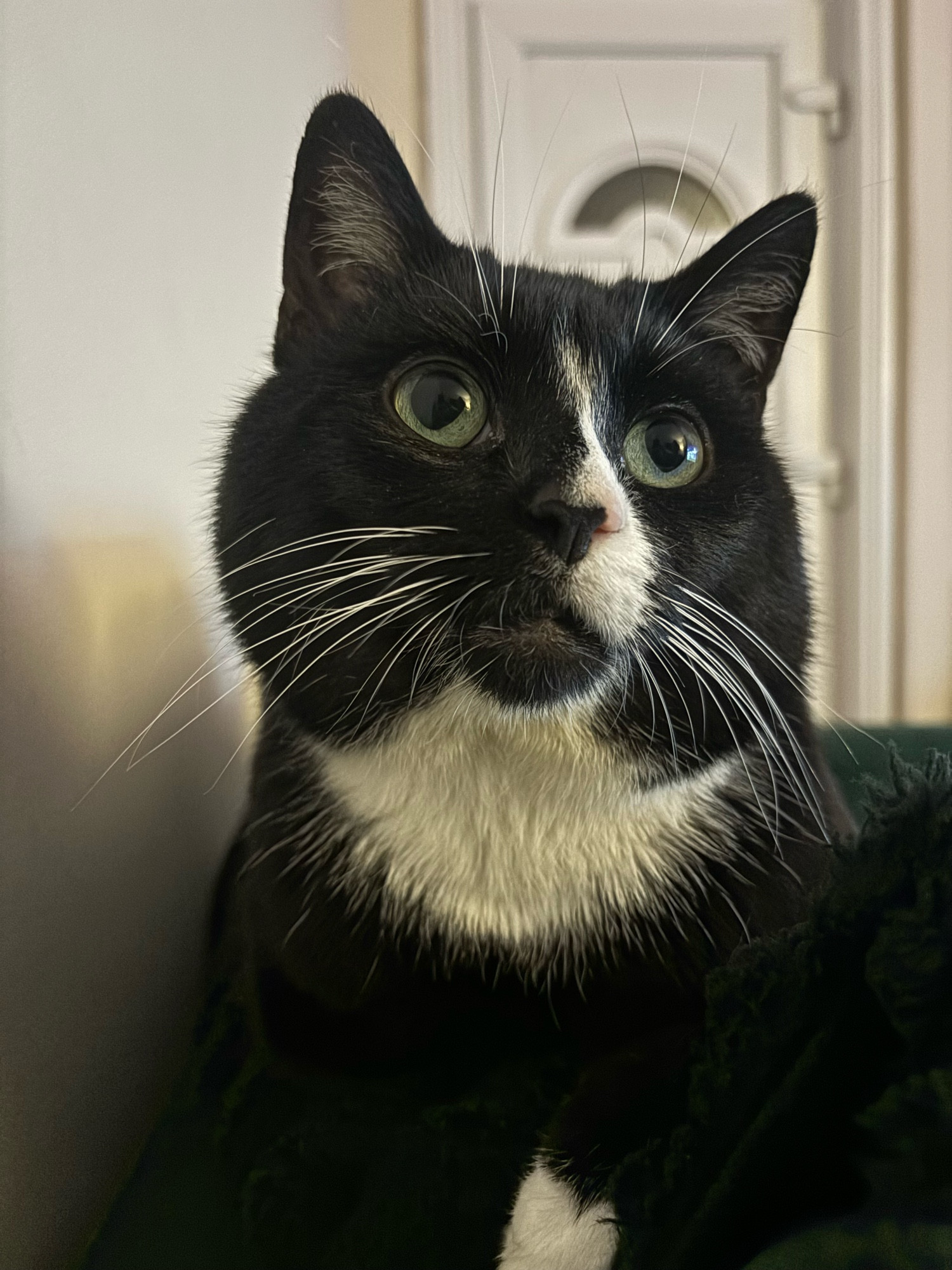 Black and white tuxedo cat with green eyes and big white whiskers with his eyes looking up 