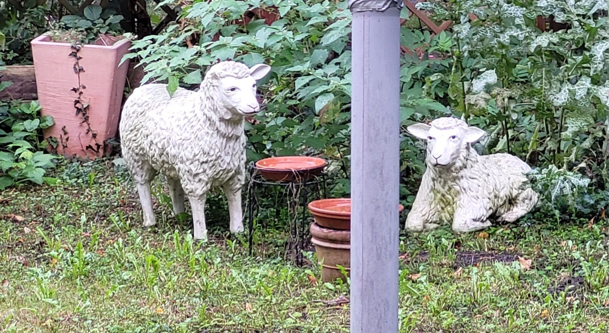 Zwei weiße Betonschafe im Garten, eines sitzt, das 2. steht. Dazwischen Vogeltränken, drumherum Grünpflanzen.