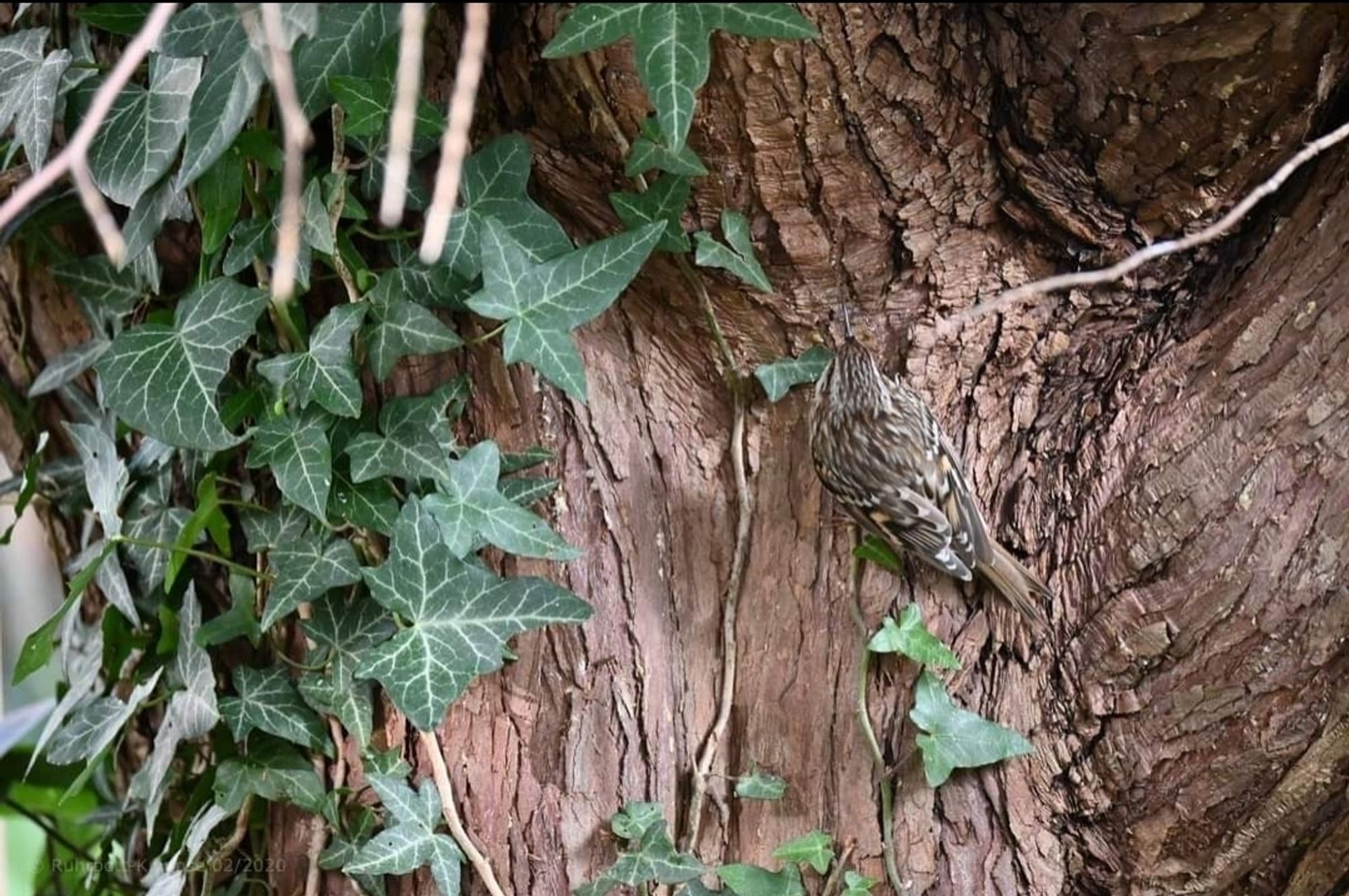 Auf einem Baumstamm sitzt ein gut getarntet kleiner Vogel, links ist Efeu zu sehen, das den Baum hoch wächst.