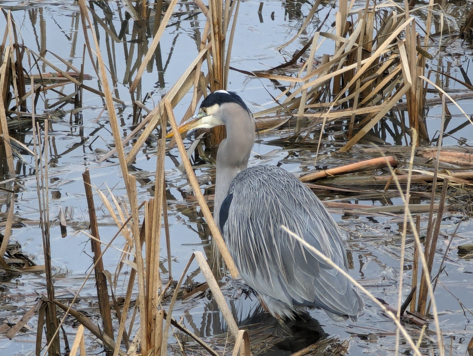 Blue Heron in the marsh looking for its breakfast.