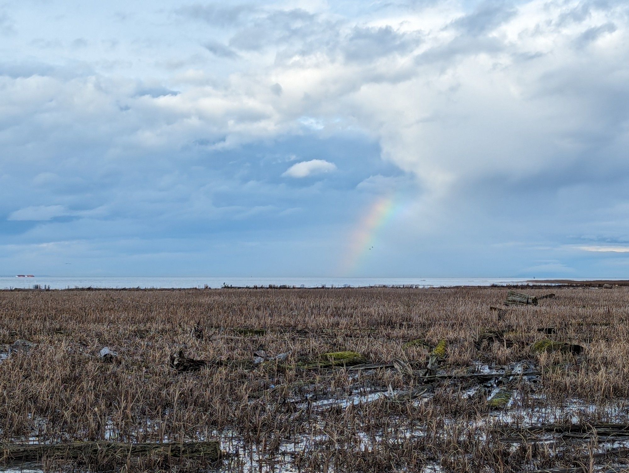 Rainbow off in the distance beyond the marsh in the foreground.