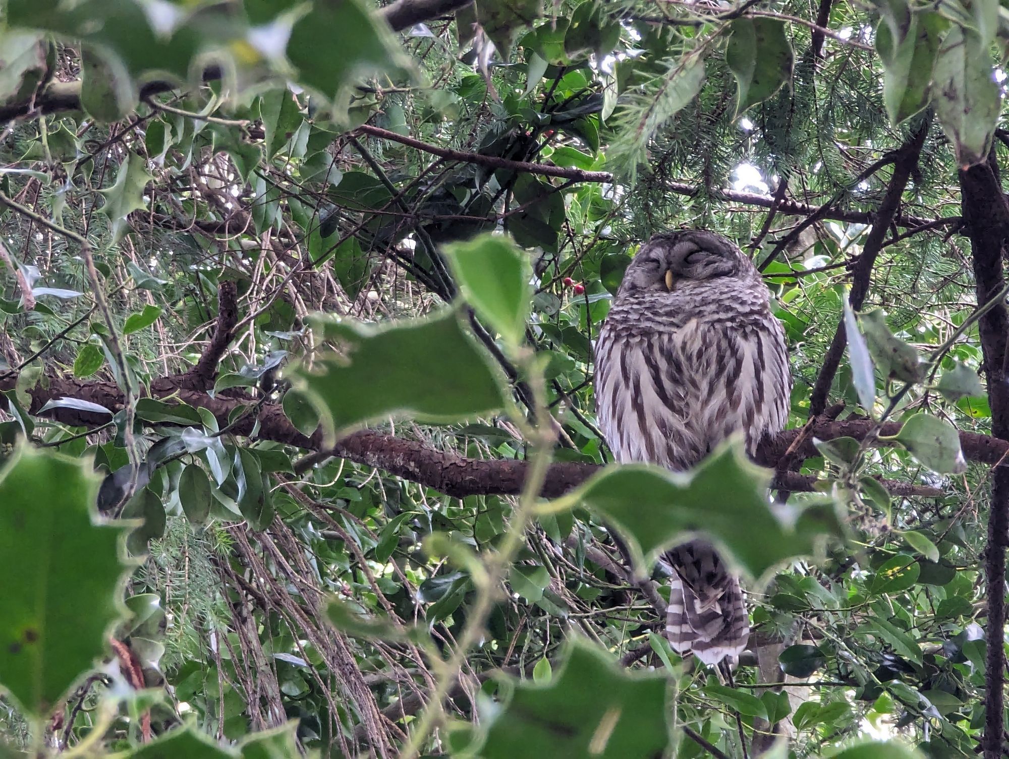 Barred Owl perched in a tree sleeping in the day.