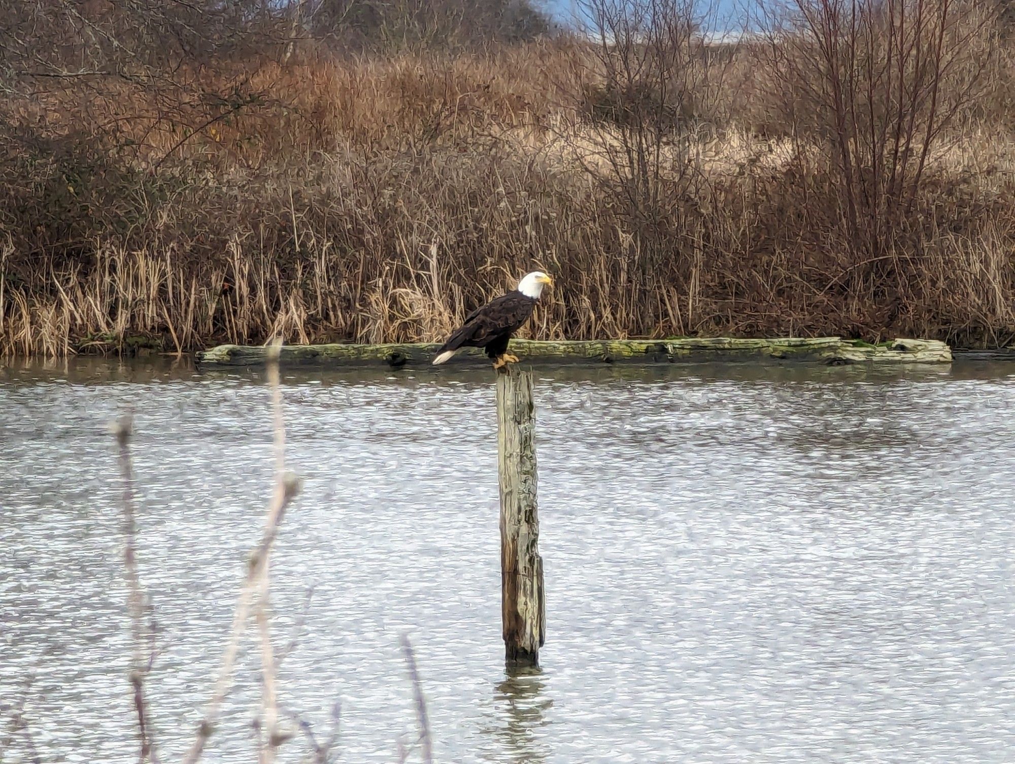 Bald Eagle perched on a post in a pond.