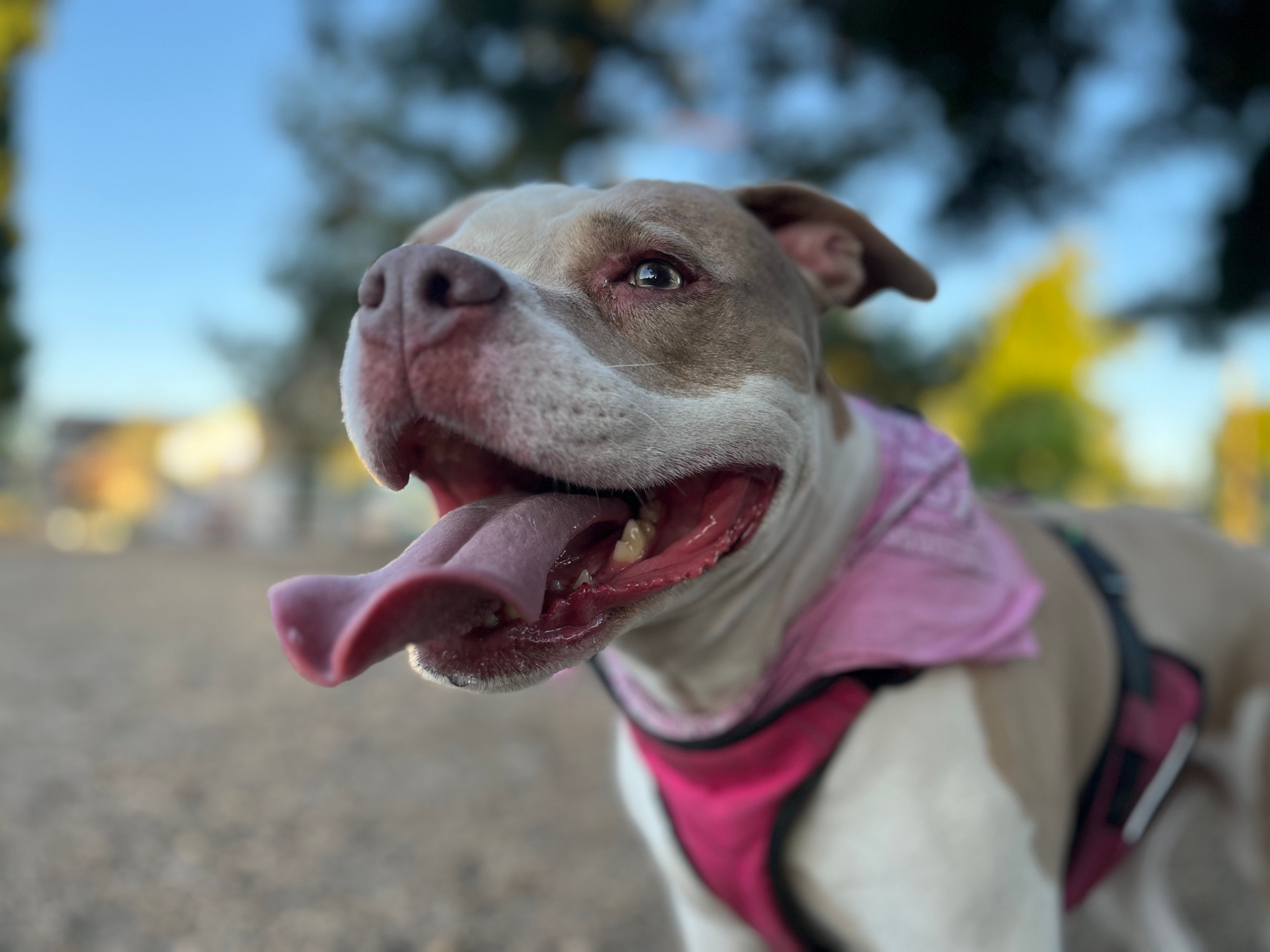 dog in a park wearing a harness with tongue extended well beyond the perimeter of the mouth. looks happy. 