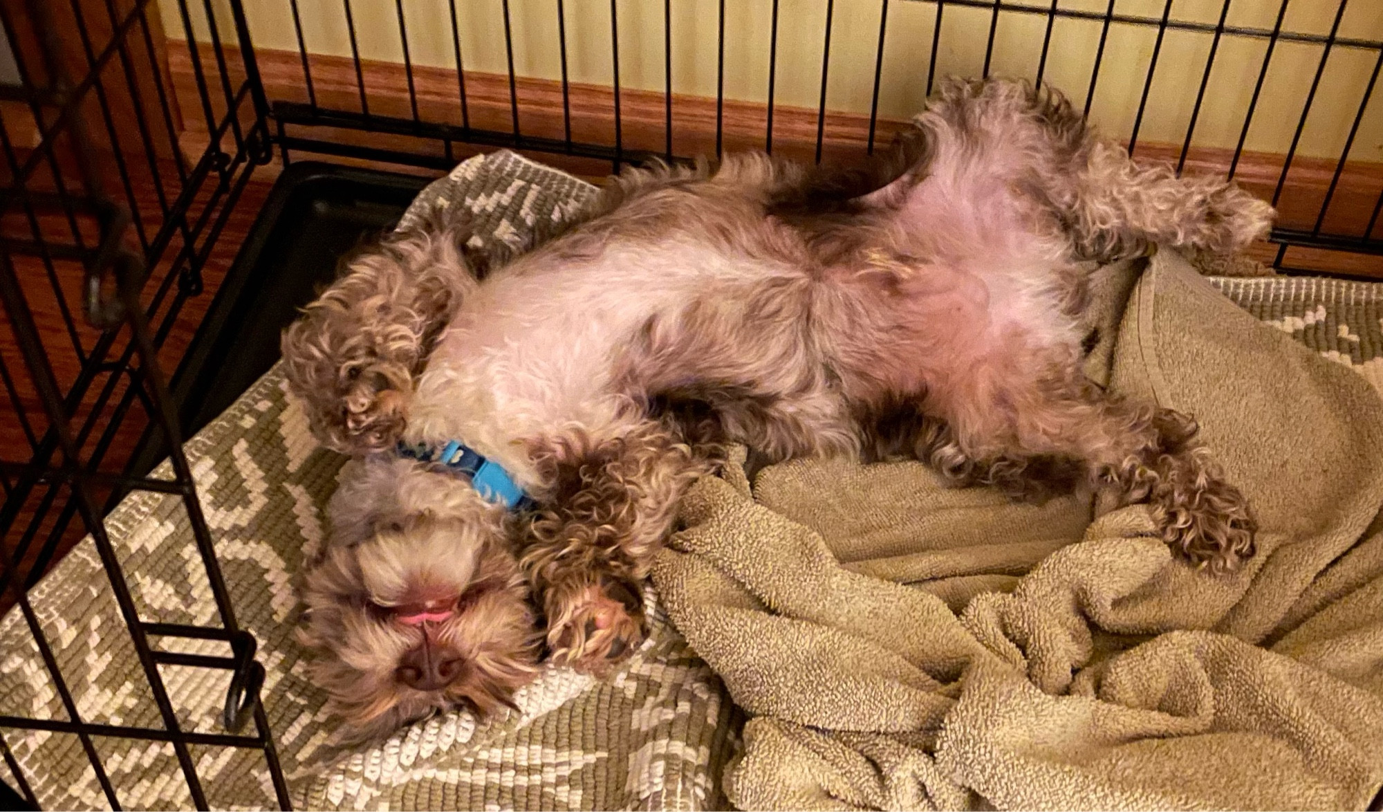 A Merle schnoodle puppy sleeping in an impossibly contorted position in his crate, including a tongue blep peeking out