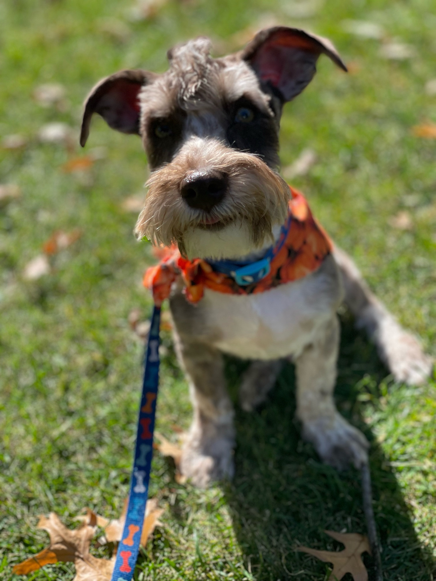 Enzo the Merle schnoodle looking dapper in a pumpkin scarf