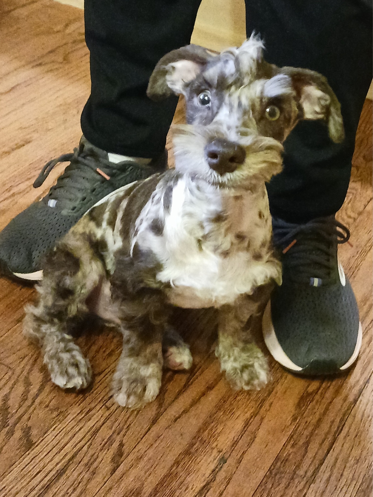 Tiny brown and white schnoodle with big, bright eyes sitting between someone’s feet